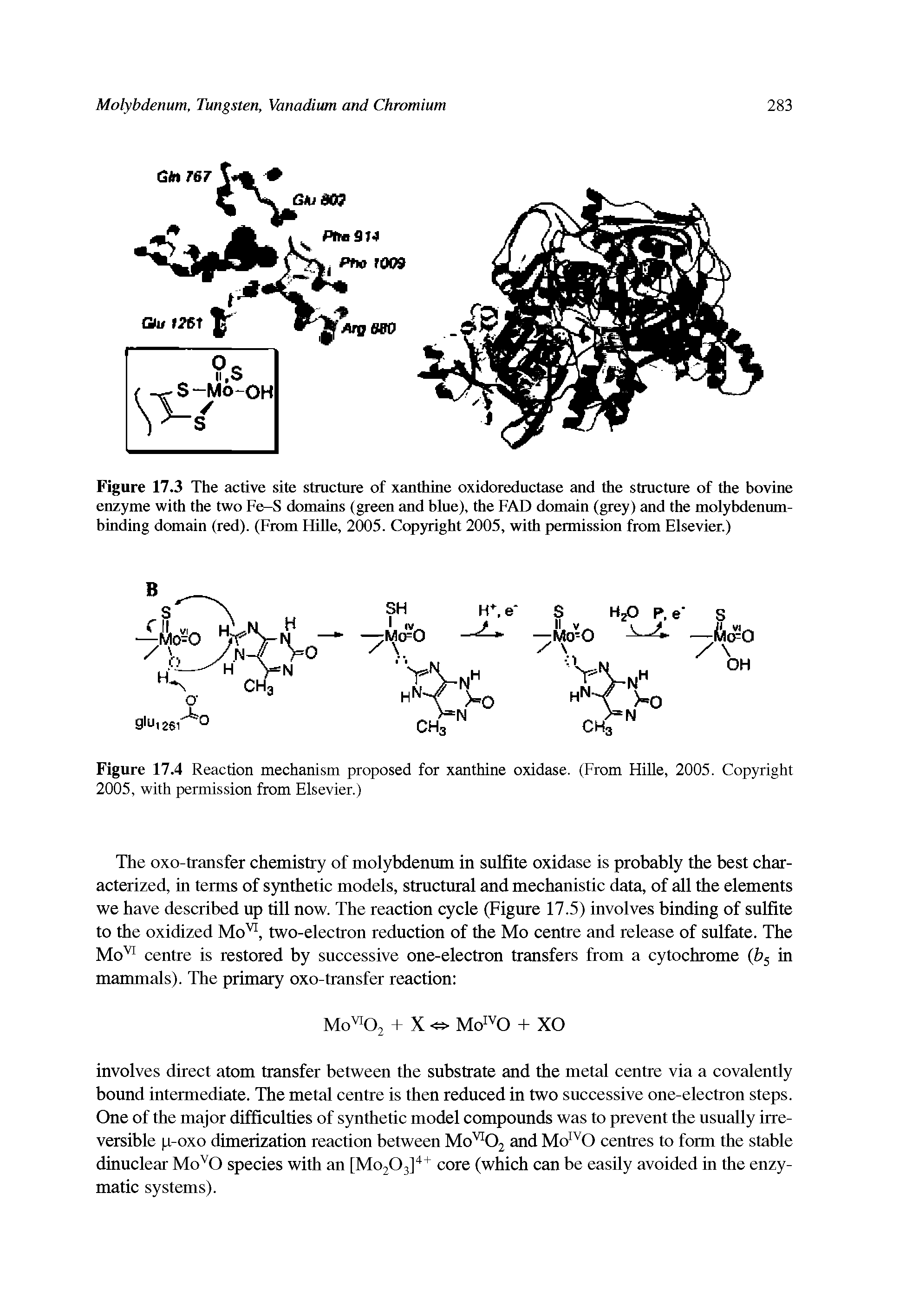 Figure 17.4 Reaction mechanism proposed for xanthine oxidase. (From Hille, 2005. Copyright 2005, with permission from Elsevier.)...