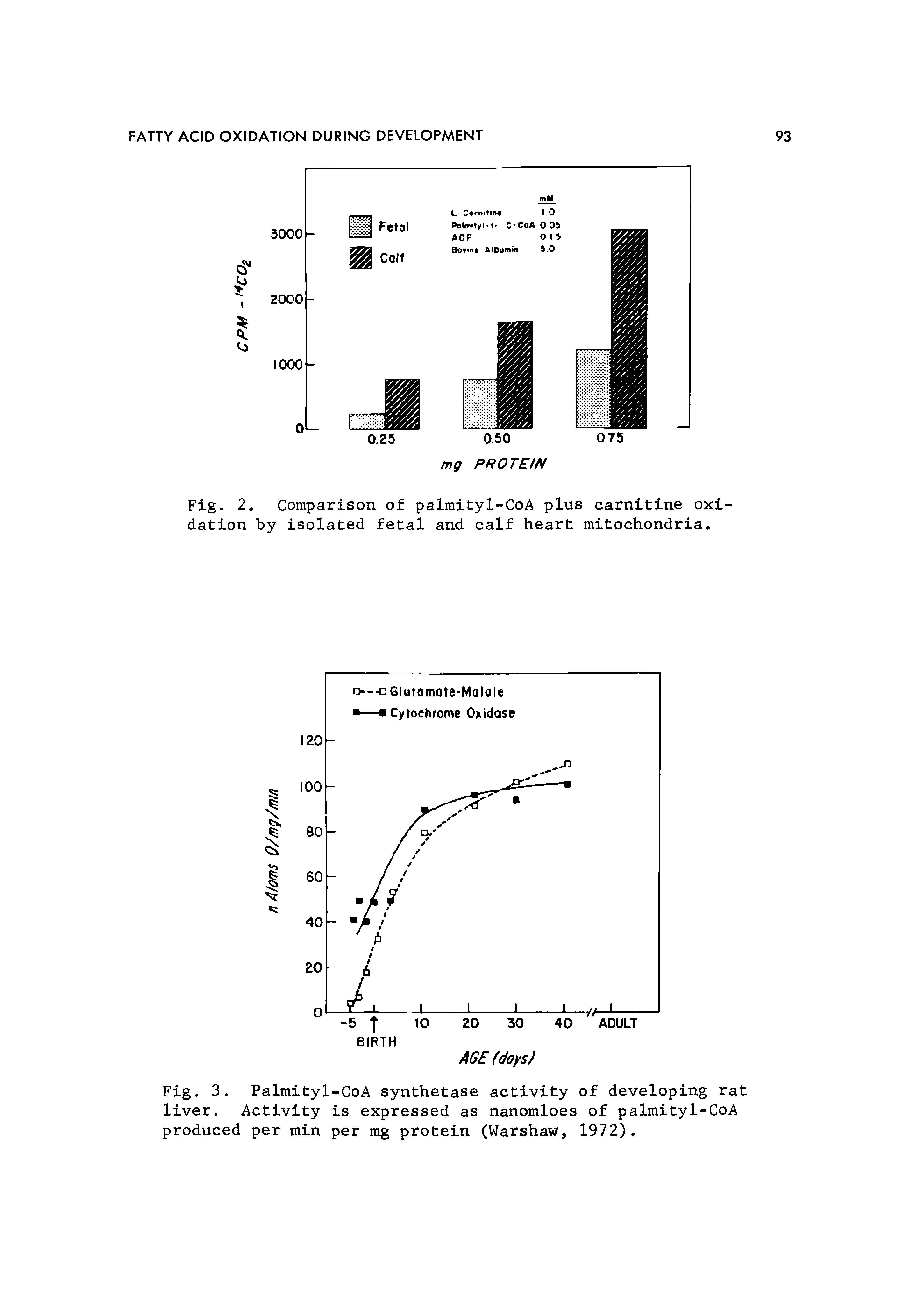 Fig. 3. Palmityl-CoA synthetase activity of developing rat liver. Activity is expressed as nanomloes of palmityl-CoA produced per min per mg protein (Warshaw, 1972).