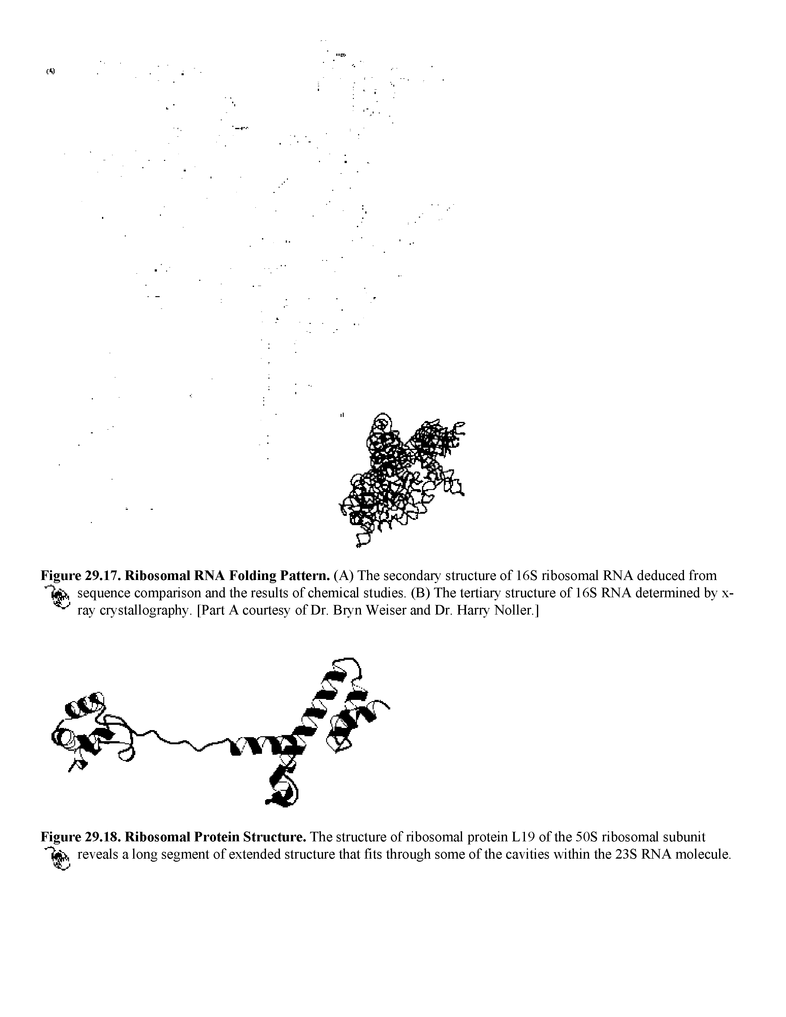 Figure 29.17. Ribosomal RNA Folding Pattern. (A) The secondary structure of 16S ribosomal RNA deduced from sequence comparison and the results of chemical studies. (B) The tertiary structure of 16S RNA determined hy x-ray crystallography. [Part A courtesy of Dr. Bryn Weiser and Dr. Harry Noller.]...