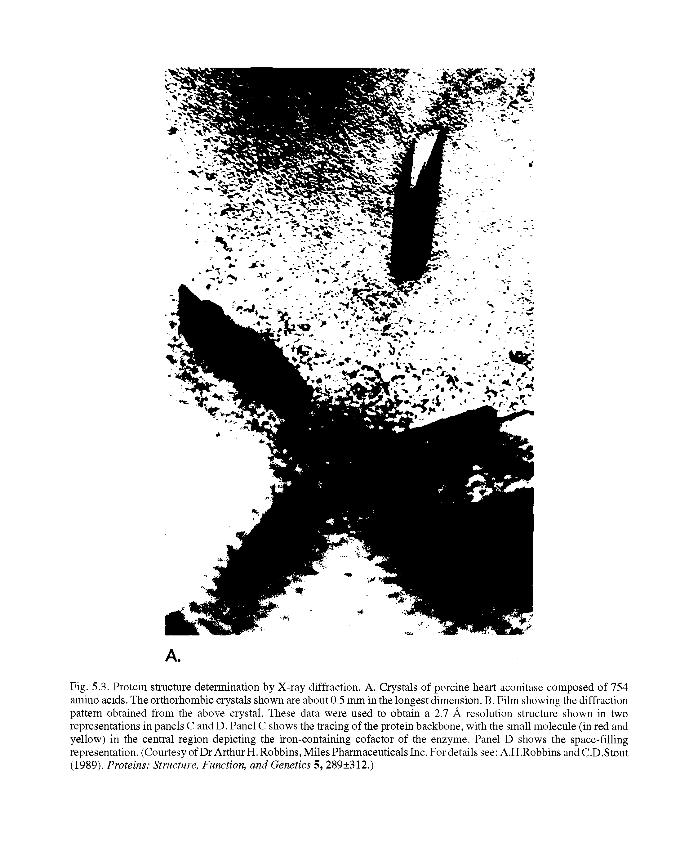 Fig. 5.3. Protein structure determination by X-ray diffraction. A. Crystals of porcine heart aconitase composed of 754 amino acids. The orthorhombic crystals shown are about 0.5 mm in the longest dimension. B. Film showing the diffraction pattern obtained from the above crystal. These data were used to obtain a 2.7 A resolution structure shown in two representations in panels C and D. Panel C shows the tracing of the protein backbone, with the small molecule (in red and yellow) in the central region depicting the iron-containing cofactor of the enzyme. Panel D shows the space-filling representation. (Courtesy of Dr Arthur H. Robbins, Miles Pharmaceuticals Inc. For details see A.H.Robbins and C.D.Stout (1989). Proteins Structure, Function, and Genetics 5, 289 312.)...