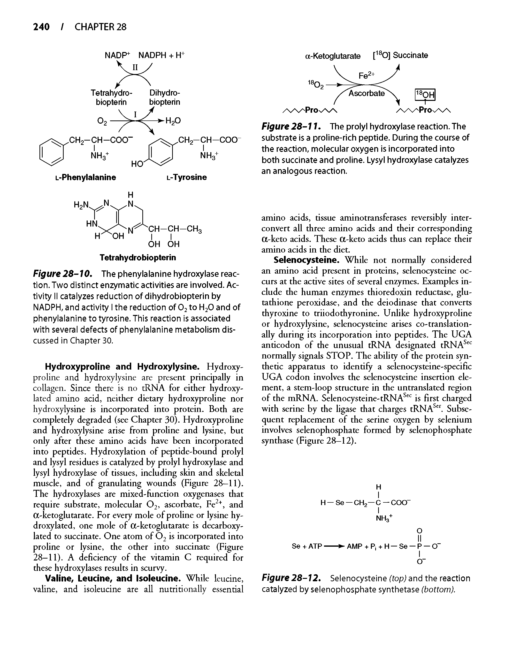 Figure 28-11. The prolyl hydroxylase reaction. The substrate is a proline-rich peptide. During the course of the reaction, molecular oxygen is incorporated into both succinate and proline. Lysyl hydroxylase catalyzes an analogous reaction.