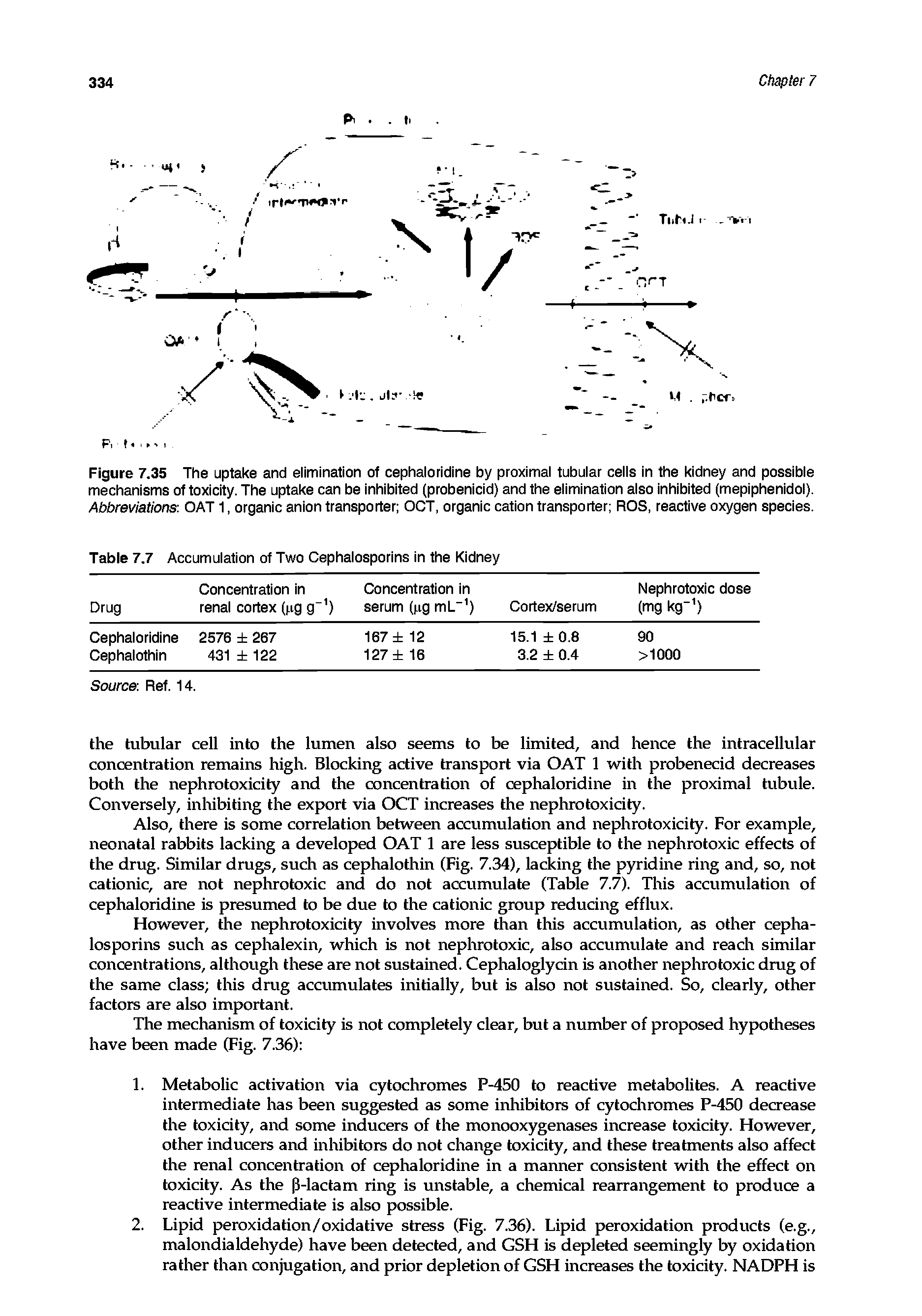 Figure 7.35 The uptake and elimination of cephaloridine by proximal tubular cells in the kidney and possible mechanisms of toxicity. The uptake can be inhibited (probenicid) and the elimination also inhibited (mepiphenidol). Abbreviations OAT 1, organic anion transporter OCT, organic cation transporter ROS, reactive oxygen species.