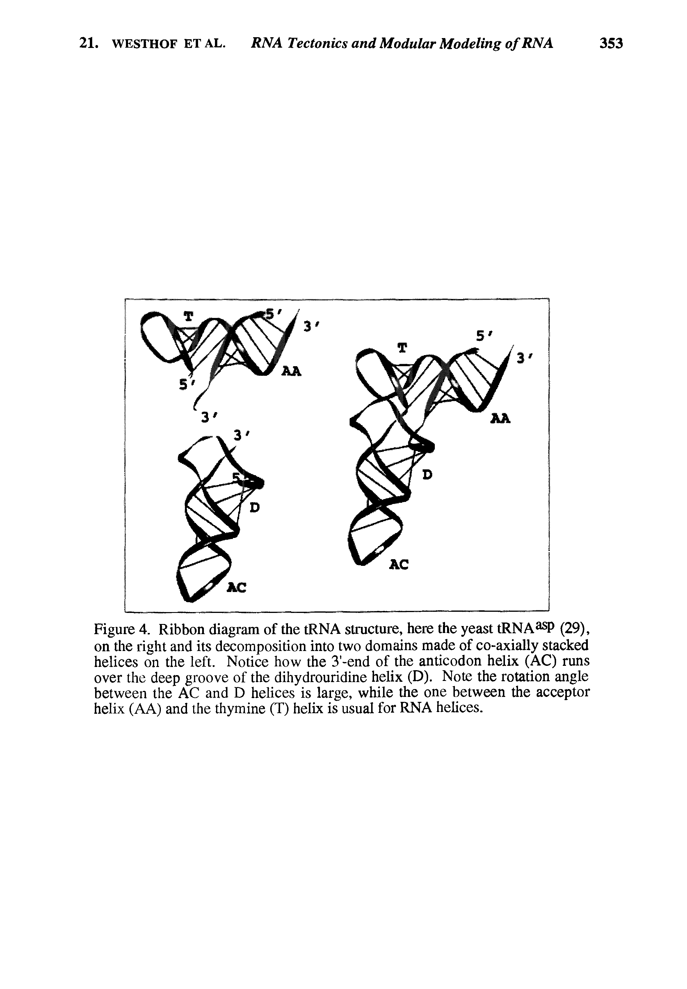 Figure 4. Ribbon diagram of the tRNA structure, here the yeast tRNA (29), on the right and its decomposition into two domains made of co-axially stacked helices on the left. Notice how the 3 -end of the anticodon helix (AC) runs over the deep groove of the dihydrouridine helix (D). Note the rotation angle between the AC and D helices is large, while the one between the acceptor helix (AA) and the thymine (T) helix is usual for RNA helices.