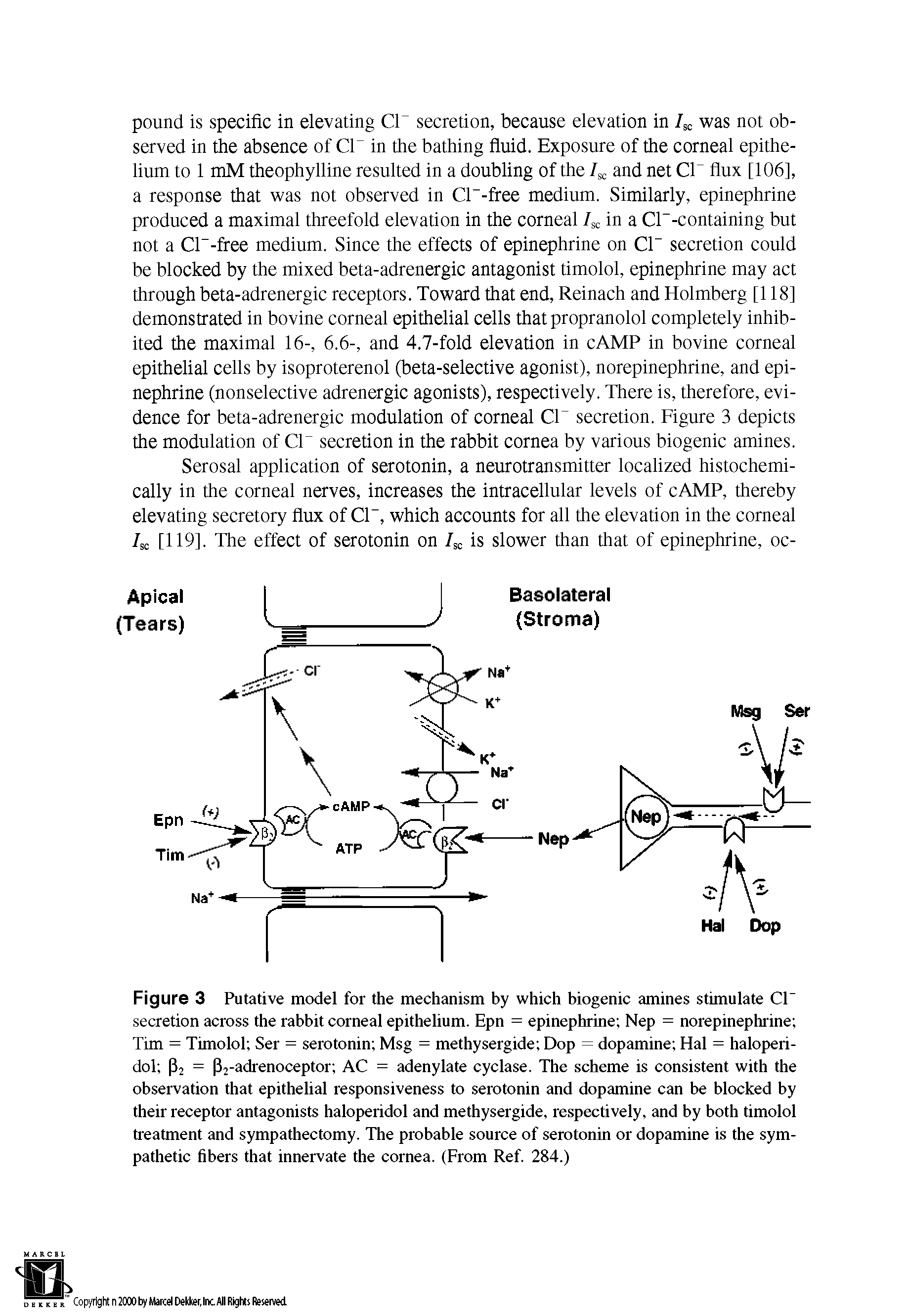 Figure 3 Putative model for the mechanism by which biogenic amines stimulate CE secretion across the rabbit corneal epithelium. Epn = epinephrine Nep = norepinephrine Tim = Timolol Ser = serotonin Msg = methysergide Dop = dopamine Hal = haloperi-dol (E = (E-adrenoceptor AC = adenylate cyclase. The scheme is consistent with the observation that epithelial responsiveness to serotonin and dopamine can be blocked by their receptor antagonists haloperidol and methysergide, respectively, and by both timolol treatment and sympathectomy. The probable source of serotonin or dopamine is the sympathetic fibers that innervate the cornea. (From Ref. 284.)...
