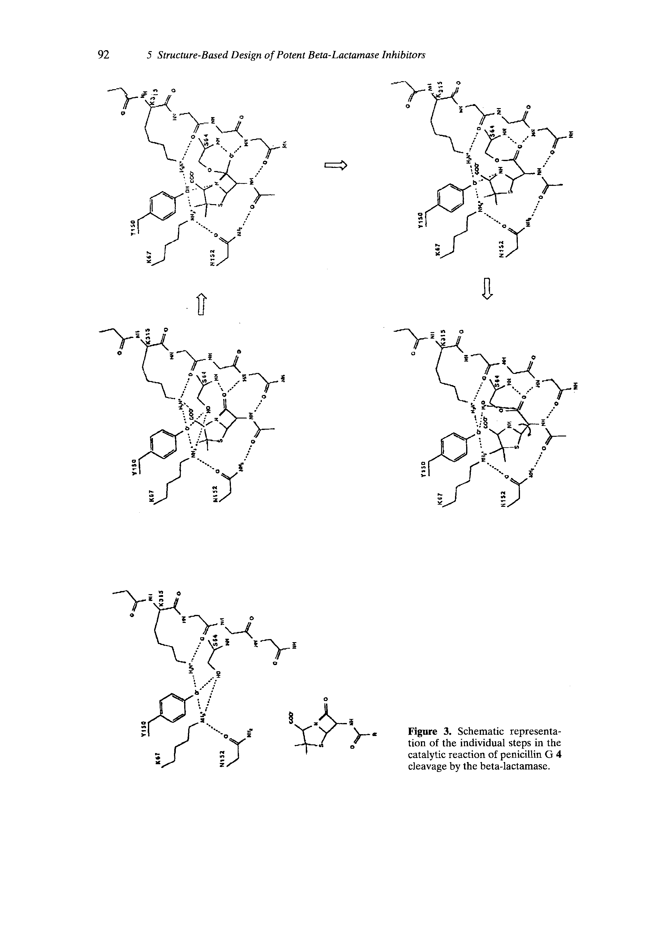 Figure 3. Schematic representation of the individual steps in the catalytic reaction of penicillin G 4 cleavage by the beta-lactamase.