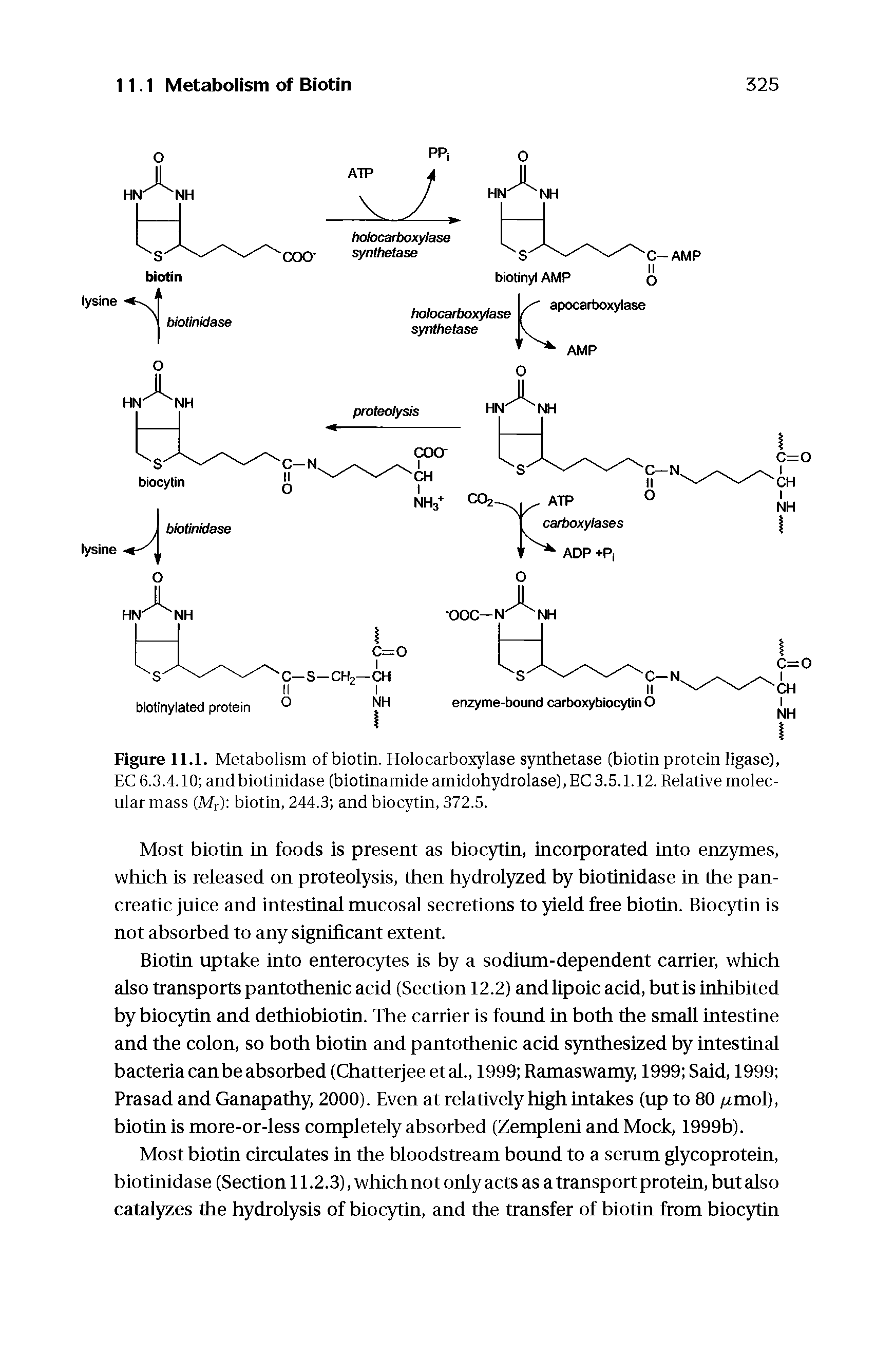 Figure 11.1. Metabolism of biotin. Holocarboxylase synthetase (biotin protein ligase), EC 6.3.4.10 and biotinidase (biotinamide amidohydrolase), EC 3.5.1.12. Relative molecular mass (Mr) biotin, 244.3 and biocytin, 372.5.