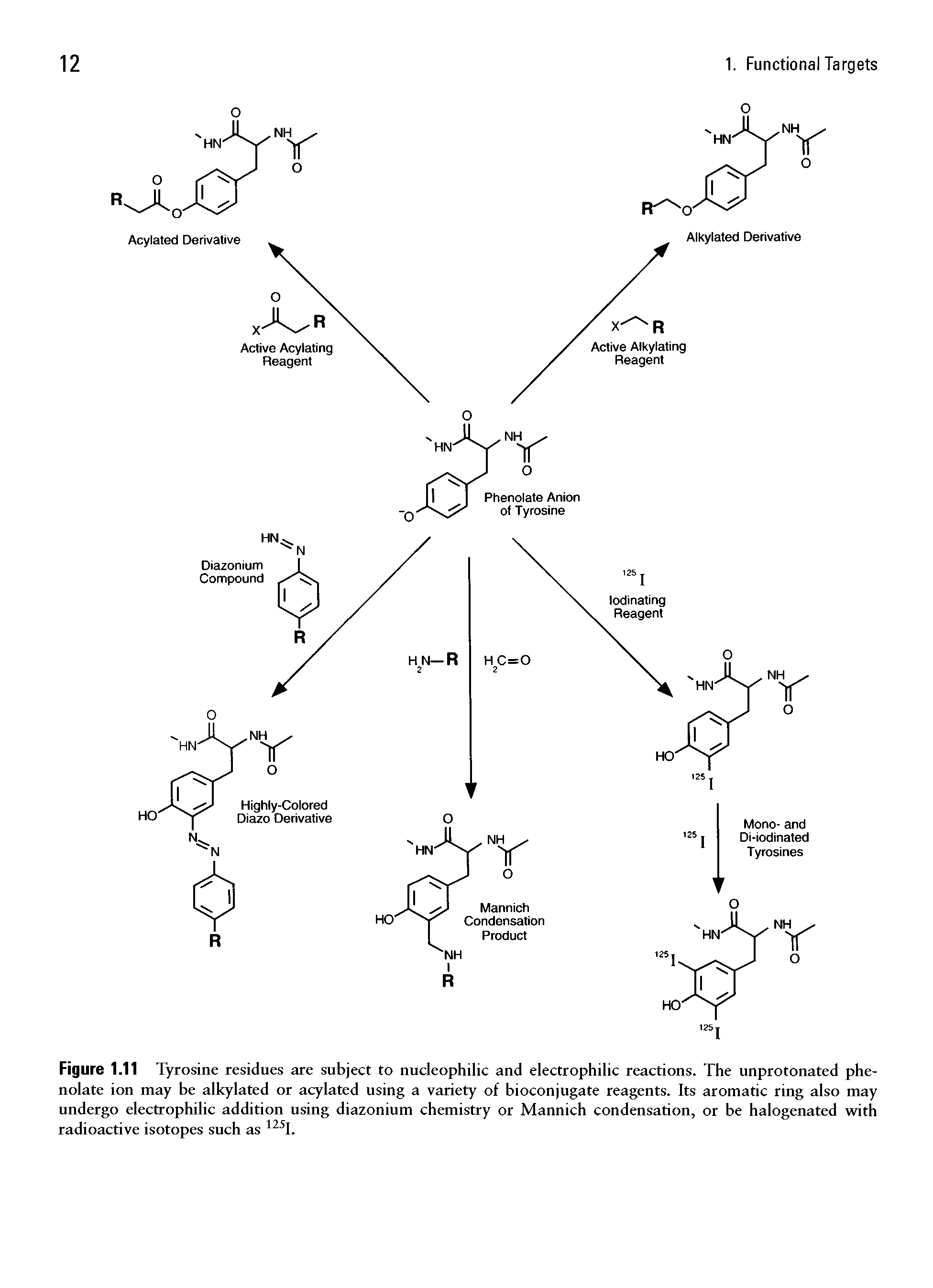 Figure 1.11 Tyrosine residues are subject to nucleophilic and electrophilic reactions. The unprotonated phe-nolate ion may be alkylated or acylated using a variety of bioconjugate reagents. Its aromatic ring also may undergo electrophilic addition using diazonium chemistry or Mannich condensation, or be halogenated with radioactive isotopes such as 12iI.