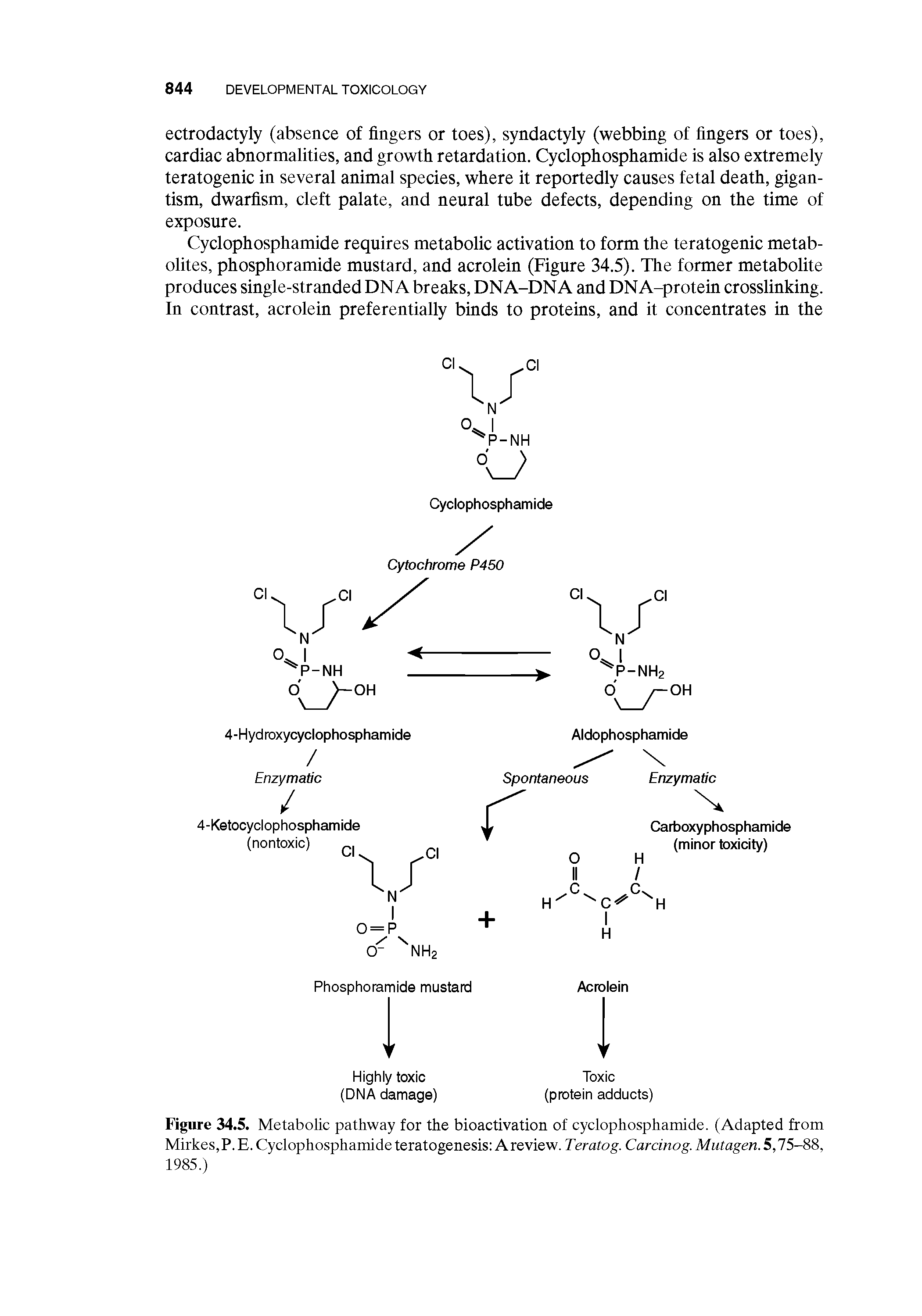 Figure 34.5. Metabolic pathway for the bioactivation of cyclophosphamide. (Adapted from Mirkes,P. E. Cyclophosphamide teratogenesis A review. Teratog. Carcinog. Mutagen. 5,75-88, 1985.)...