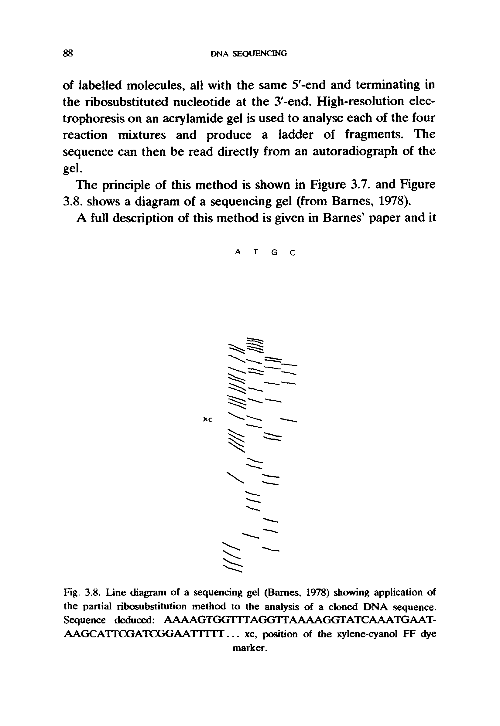 Fig. 3.8. Line diagram of a sequencing gel (Baines, 1978) showing application of the partial ribosubstitution method to the analysis of a cloned DNA sequence. Sequence deduced AAAAGTGGTTTAGGTTAAAAGGTATC AAATG AAT AAGC ATTCGATCGG AA r till. .. xc, position of the xylene-cyanol FF dye...