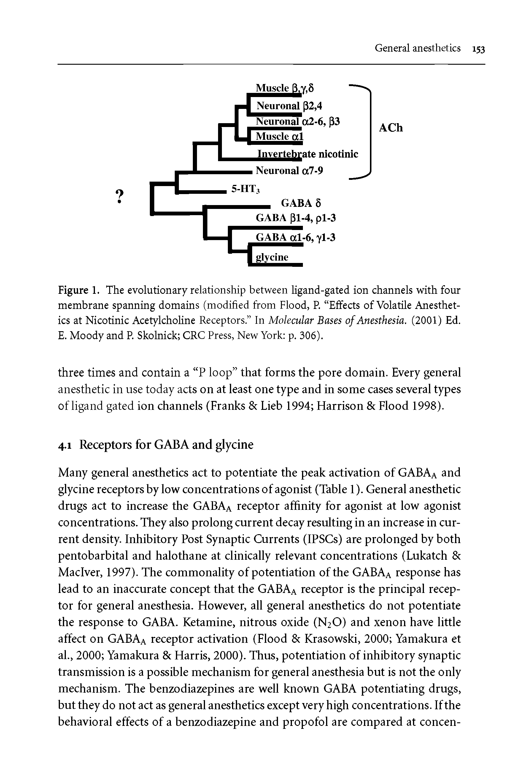 Figure 1. The evolutionary relationship between ligand-gated ion channels with four membrane spanning domains (modified from Flood, P. Effects of Volatile Anesthetics at Nicotinic Acetylcholine Receptors. In Molecular Bases of Anesthesia. (2001) Ed. E. Moody and P. Skolnick CRC Press, New York p. 306).