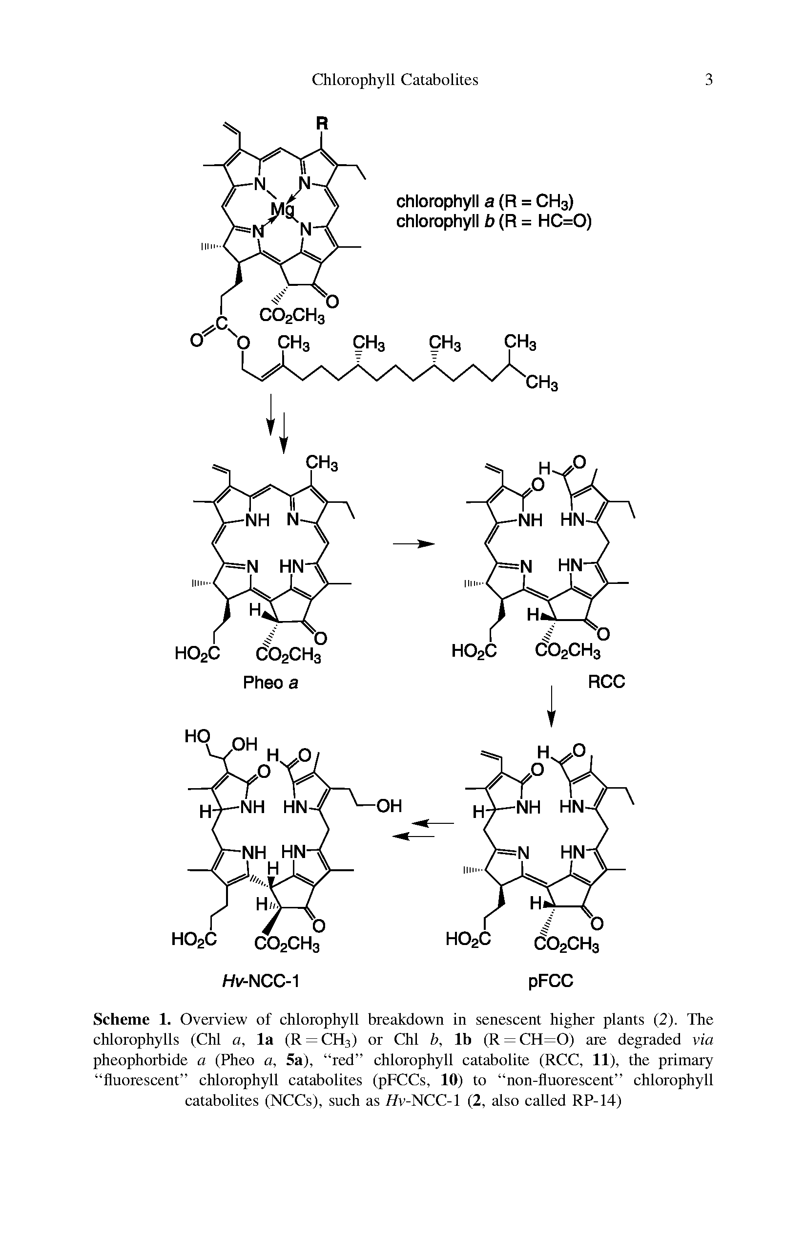 Scheme 1. Overview of chlorophyll breakdown in senescent higher plants (2). The chlorophylls (Chi a, la (R = CH3) or Chi b, lb (R = CH=0) are degraded via pheophorbide a (Pheo a, 5a), red chlorophyll catabolite (RCC, 11), the primary fluorescent chlorophyll catabolites (pFCCs, 10) to non-fluorescent chlorophyll catabolites (NCCs), such as //v-NCC-1 (2, also called RP-14)...