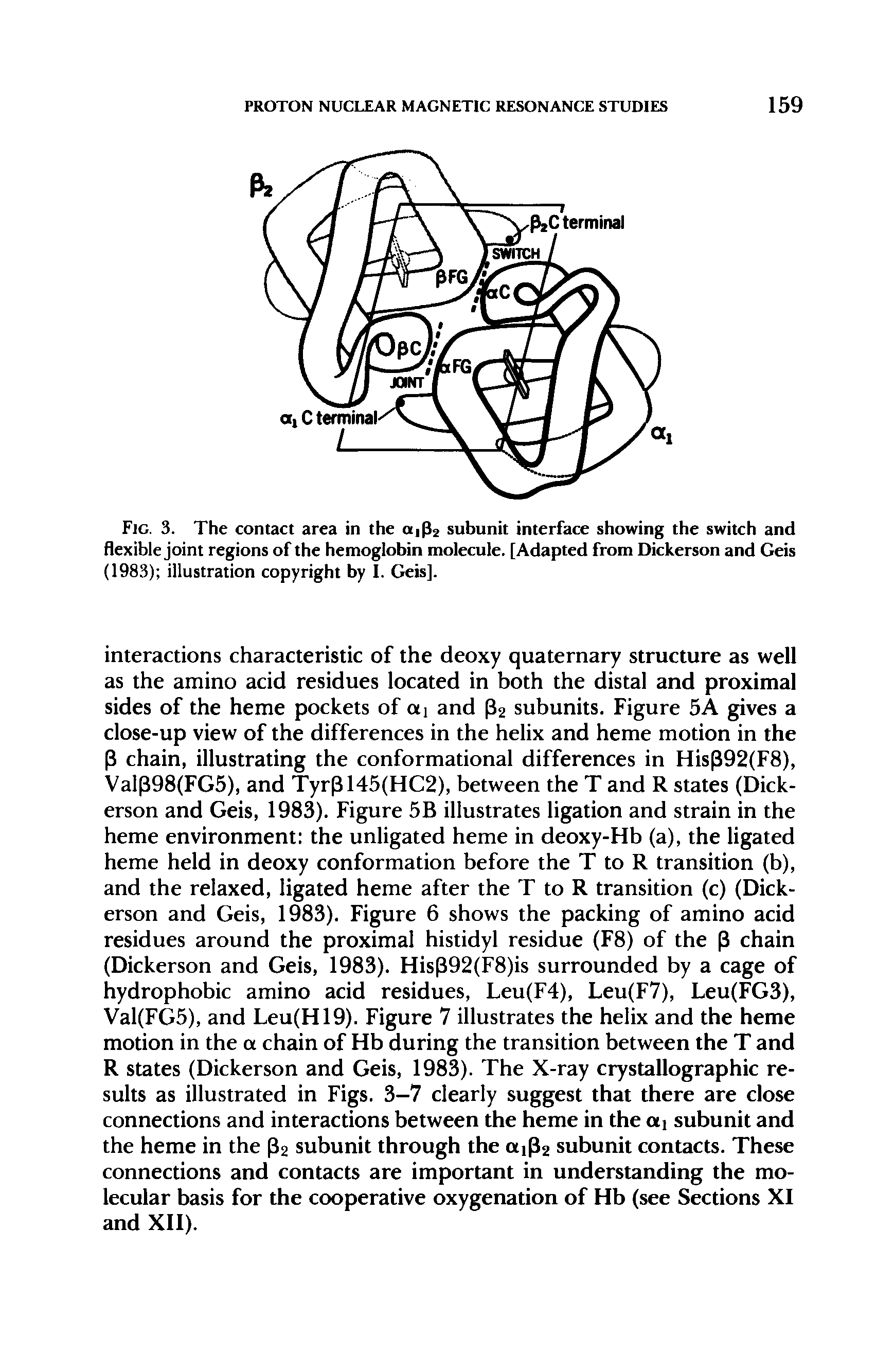 Fig. 3. The contact area in the aiP2 subunit interface showing the switch and flexible joint regions of the hemoglobin molecule. [Adapted from Dickerson and Geis (1983) illustration copyright by I. Geis].