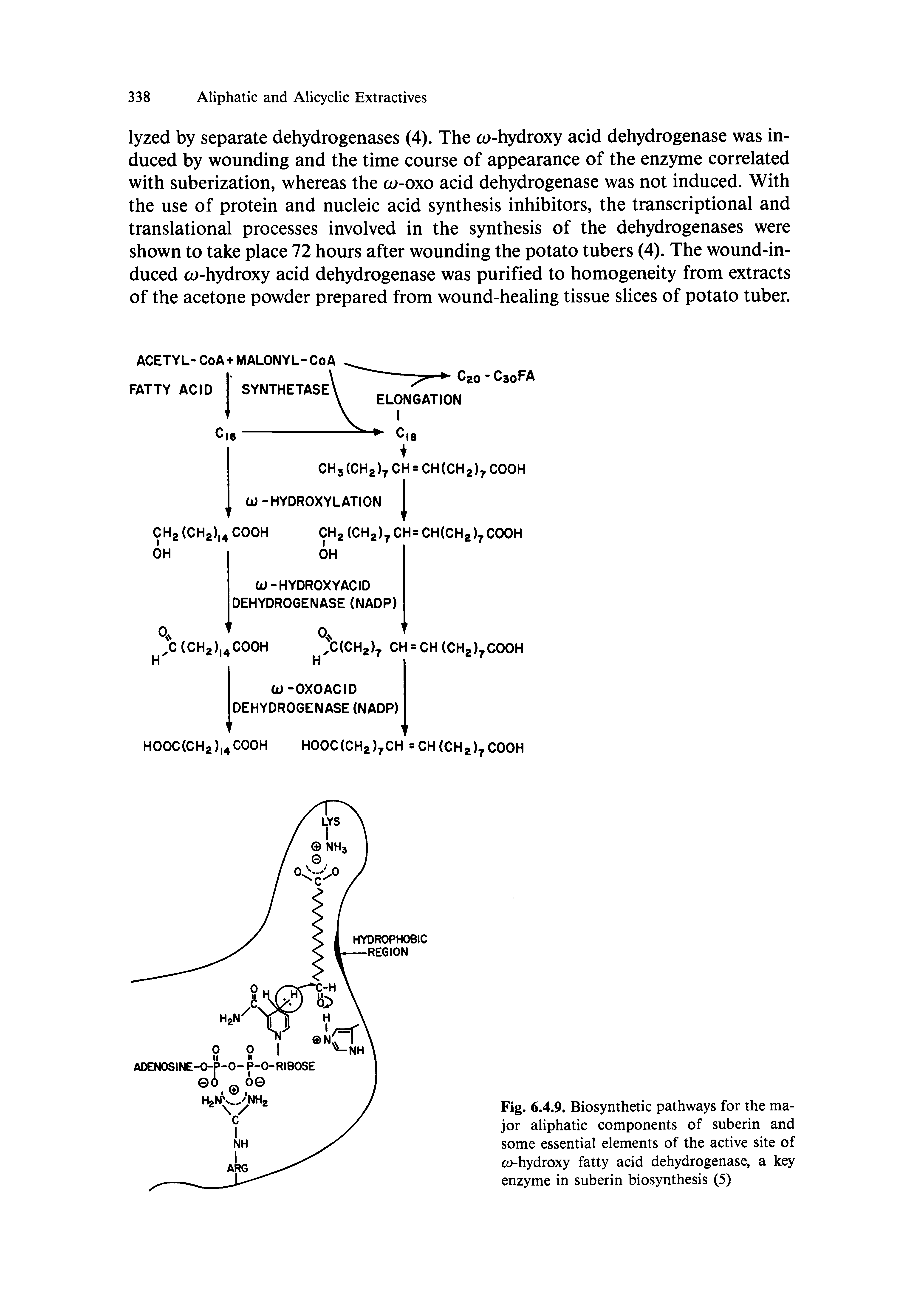 Fig. 6.4.9. Biosynthetic pathways for the major aliphatic components of suberin and some essential elements of the active site of w-hydroxy fatty acid dehydrogenase, a key enzyme in suberin biosynthesis (5)...