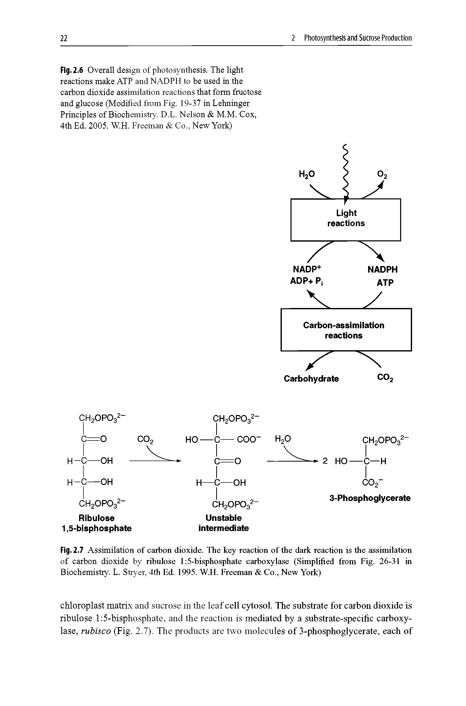 Fig.2.7 Assimilation of carbon dioxide. The key reaction of the dark reaction is the assimilation of carbon dioxide by ribulose l 5-bisphosphate carboxylase (Simplified from Fig. 26-31 in Biochemistry. L. Stryer, 4th Ed. 1995. W.H. Freeman Co., New York)...