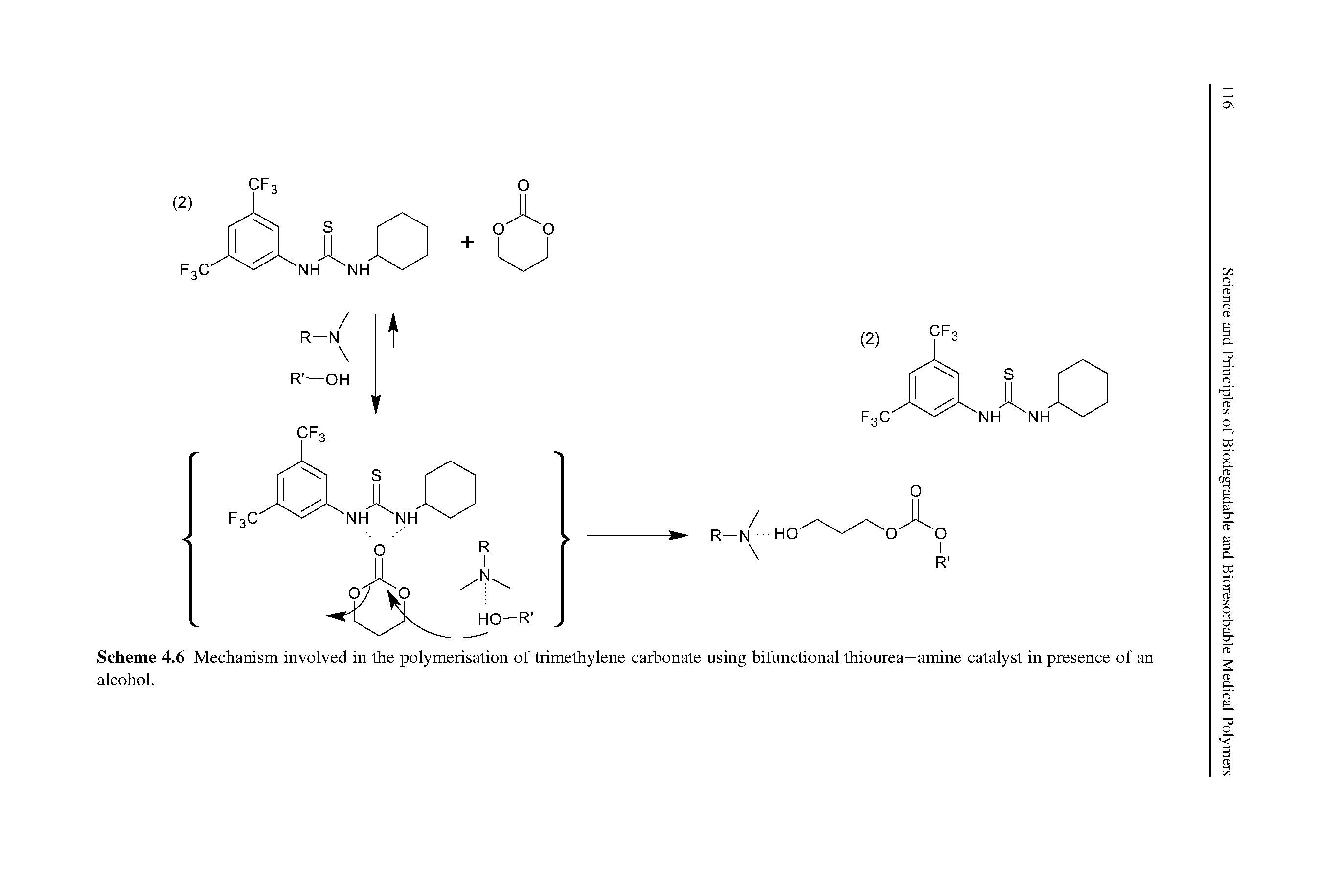 Scheme 4.6 Mechanism involved in the polymerisation of trimethylene carbonate using bifunctional thiourea—amine catalyst in presence of an alcohol.