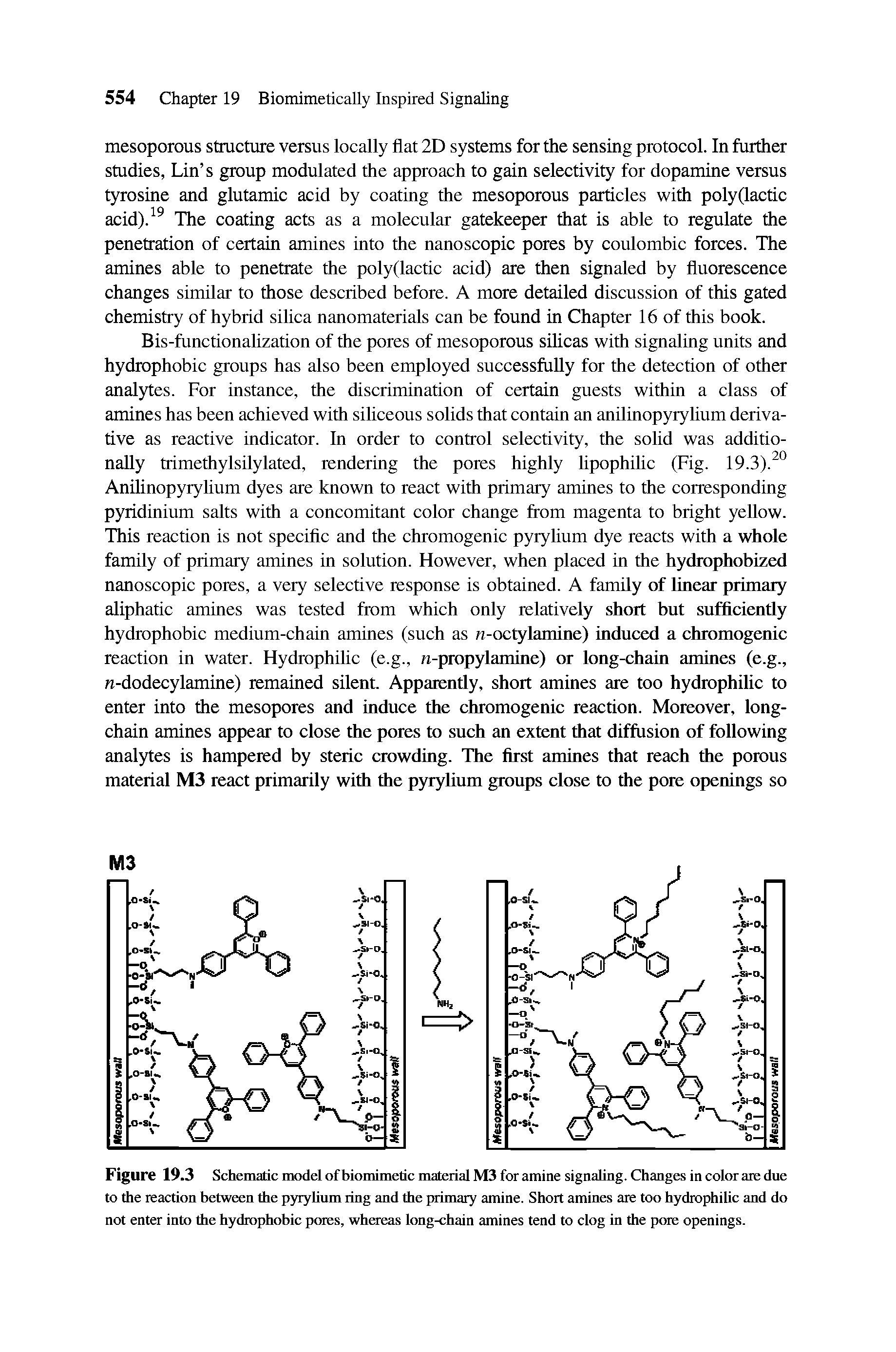 Figure 19.3 Schematic model of biomimetic material M3 for amine signaling. Changes in color are due to the reaction between the pyrylium ring and the primary amine. Short amines are too hydrophilic and do not enter into the hydrophobic pores, whereas long-chain amines tend to clog in the pore openings.