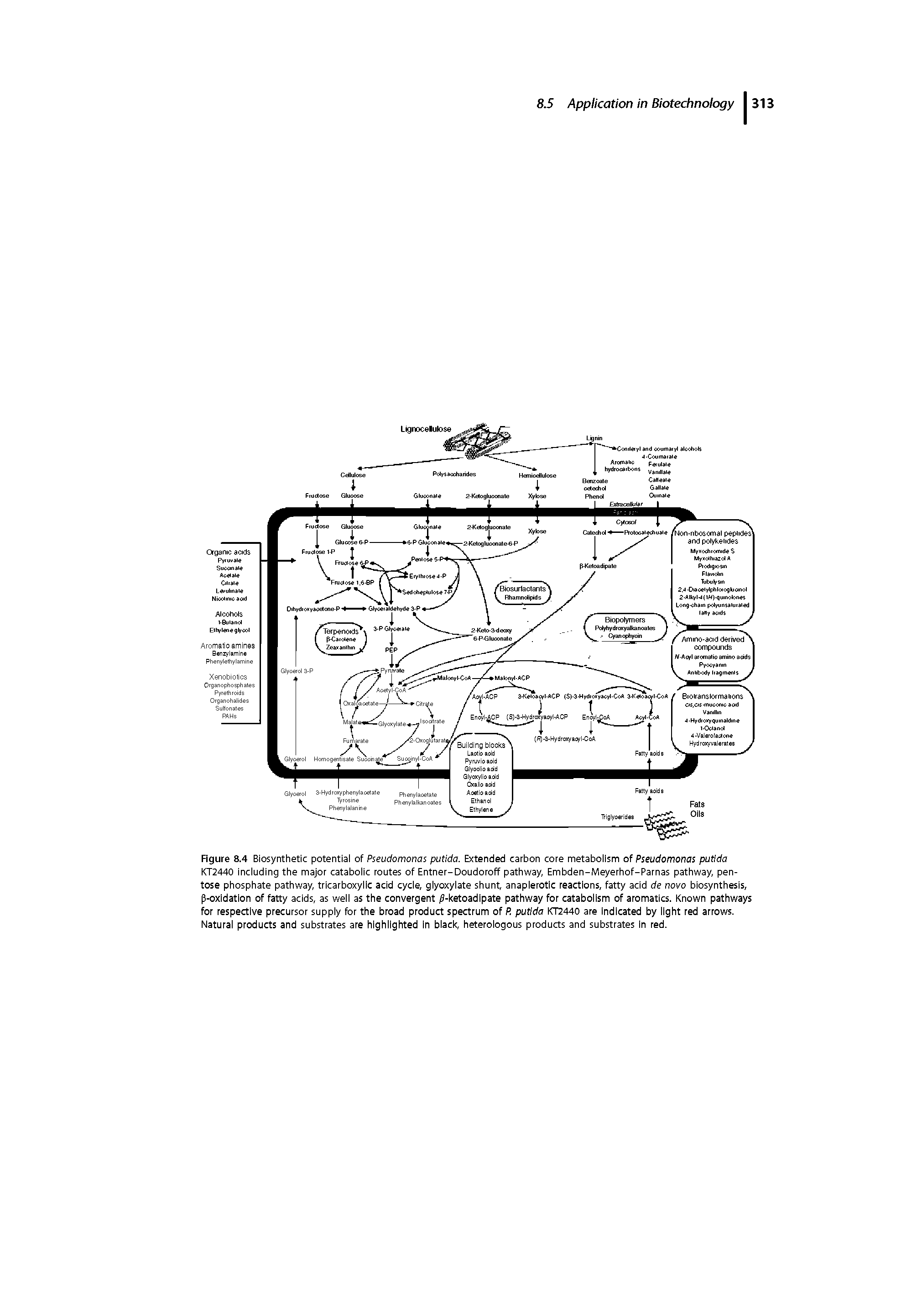 Figure 8.4 Biosynthetic potentiai of Pseudomonas putida. Extended carbon core metabolism of Pseudomonas putida KT2440 including the major catabolic routes of Entner-Doudoroff pathway, Embden-Meyerhof-Parnas pathway, pentose phosphate pathway, tricarboxylic acid cycle, glyoxylate shunt, anaplerotic reactions, fatty acid de novo biosynthesis, p-oxidation of fatty acids, as well as the convergent -ketoadipate pathway for catabolism of aromatics. Known pathways for respective precursor supply for the broad product spectrum of P. putida KT2440 are indicated by light red arrows. Natural products and substrates are highlighted in black, heterologous products and substrates In red.