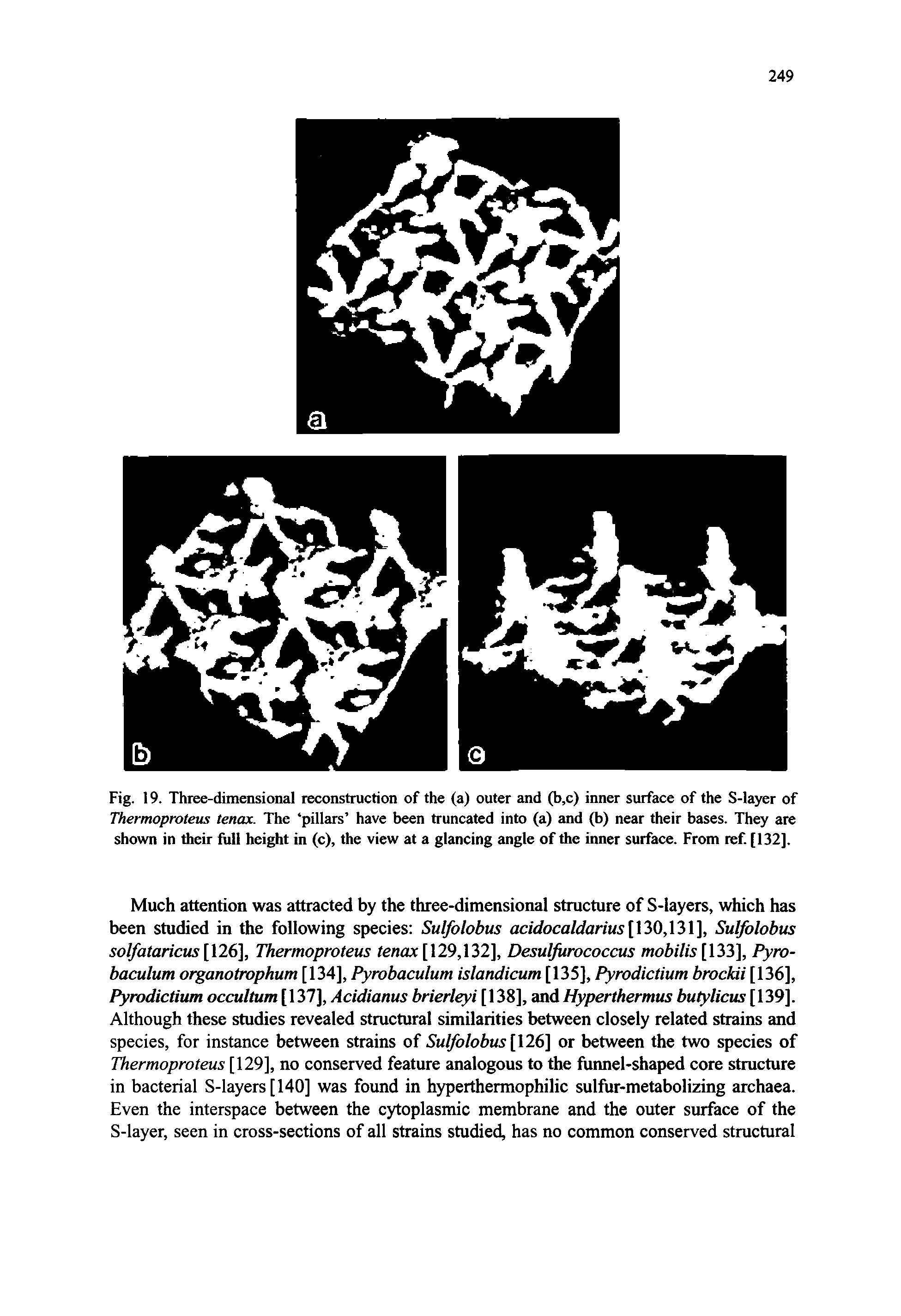 Fig. 19. Three-dimensional reconstruction of the (a) outer and (b,c) inner surface of the S-layer of Thermoproteus tenax. The pillars have been truncated into (a) and (b) near their bases. They are shown in their full height in (c), the view at a glancing angle of the inner surface. From ref. [132].