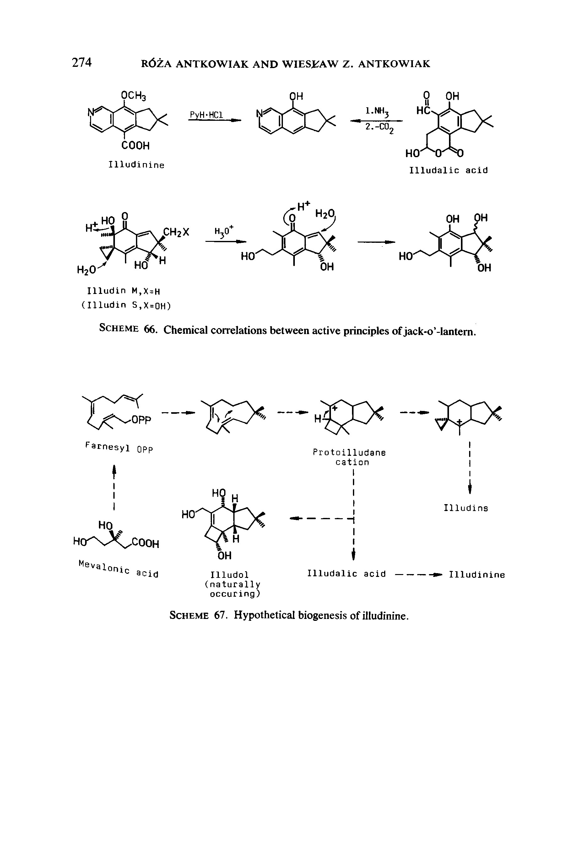 Scheme 66. Chemical correlations between active principles of jack-o -lantem.