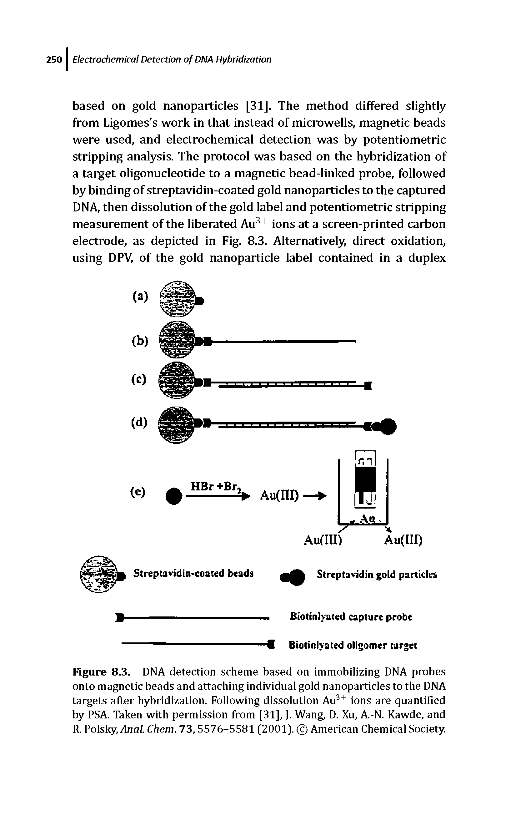 Figure 8.3. DNA detection scheme based on immobilizing DNA probes onto magnetic beads and attaching individual gold nanoparticles to the DNA targets after hybridization. Following dissolution Au ions are quantified by PSA. Taken with permission from [31],). Wang, D. Xu, A.-N. Kawde, and R. Polslqi, Anai Chem. 73,5576-5581 (2001). American Chemical Society.
