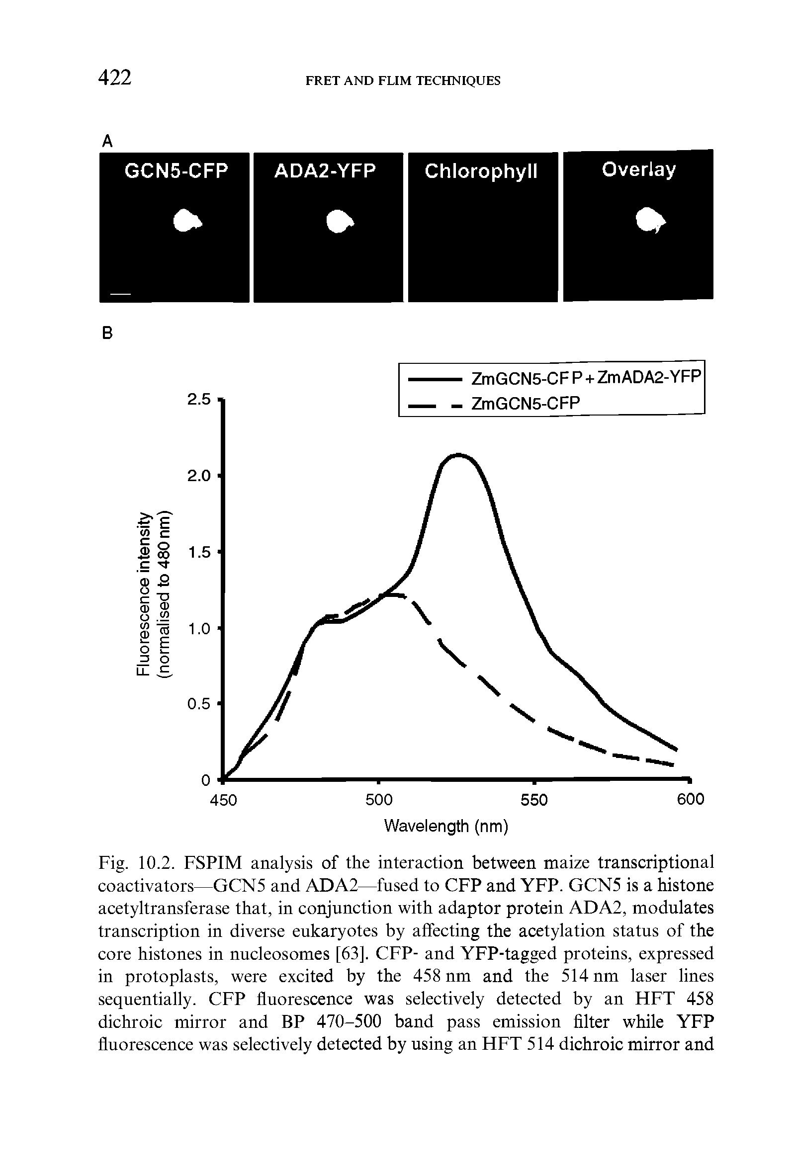 Fig. 10.2. FSPIM analysis of the interaction between maize transcriptional coactivators—GCN5 and ADA2—fused to CFP and YFP. GCN5 is a histone acetyltransferase that, in conjunction with adaptor protein ADA2, modulates transcription in diverse eukaryotes by affecting the acetylation status of the core histones in nucleosomes [63]. CFP- and YFP-tagged proteins, expressed in protoplasts, were excited by the 458 nm and the 514 nm laser lines sequentially. CFP fluorescence was selectively detected by an FIFT 458 dichroic mirror and BP 470-500 band pass emission filter while YFP fluorescence was selectively detected by using an HFT 514 dichroic mirror and...