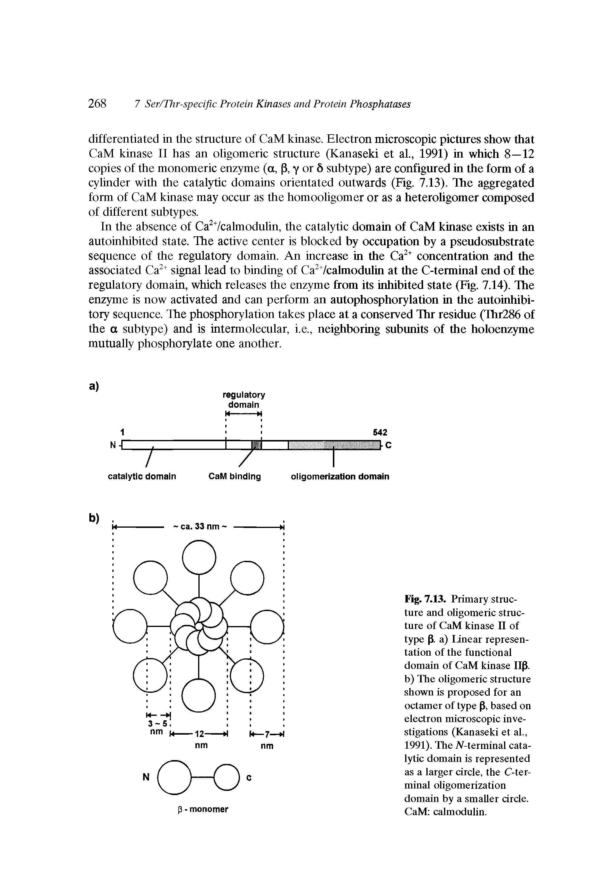 Fig. 7.13. Primary structure and oligomeric structure of CaM kinase II of type p. a) Linear representation of the functional domain of CaM kinase Up. b) The ohgomeric structure shown is proposed for an octamer of type P, based on electron microscopic investigations (Kanaseki et al., 1991). The iV-terminal catalytic domain is represented as a larger circle, the C-terminal ohgomerization domain by a smaller circle. CaM calmodulin.