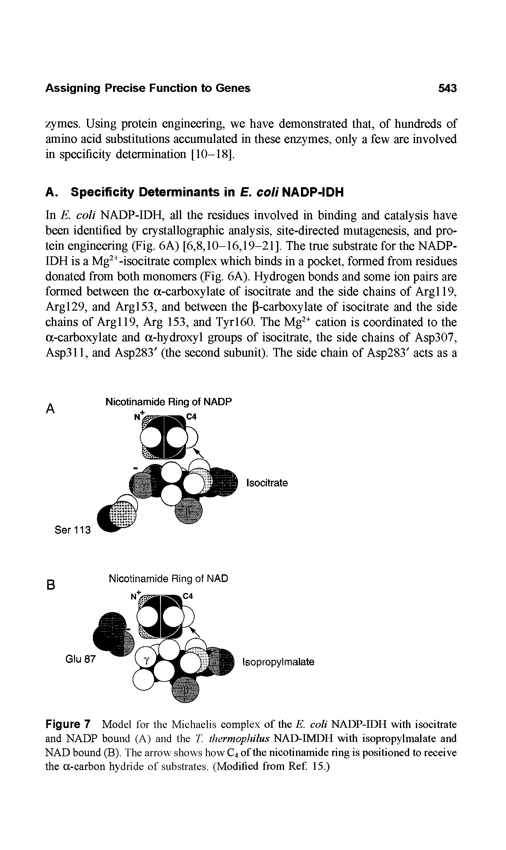 Figure 7 Model for the Michaelis complex of the E. coli NADP-IDH with isocitrate and NADP bound (A) and the T. thermophilus NAD-IMDH with isopropylmalate and NAD bound (B). The arrow shows how C4 of the nicotinamide ring is positioned to receive the a-carbon hydride of substrates. (Modified from Ref. 15.)...