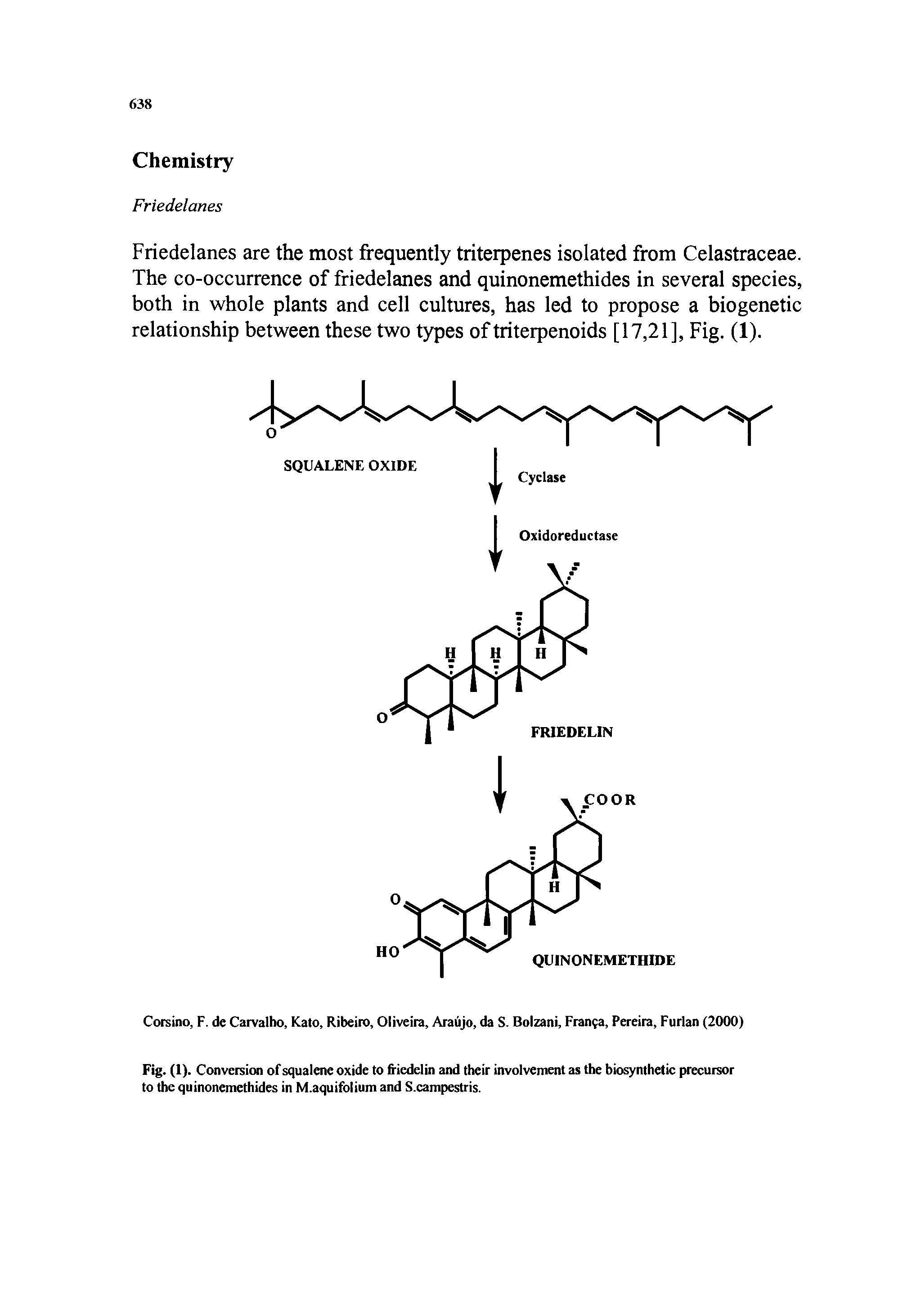 Fig. (1). Conversion of squalene oxide to friedelin and their involvement as the biosynthetic precursor to the quinonemethides in M.aquifolium and S.campestris.
