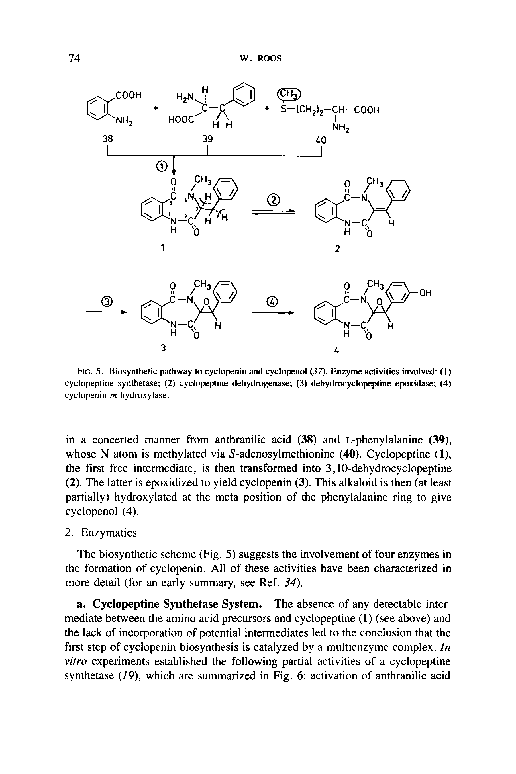 Fig. 5. Biosynthetic pathway to cyclopenin and cyclopenol (37). Enzyme activities involved (I) cyclopeptine synthetase (2) cyclopeptine dehydrogenase (3) dehydrocyclopeptine epoxidase (4)...