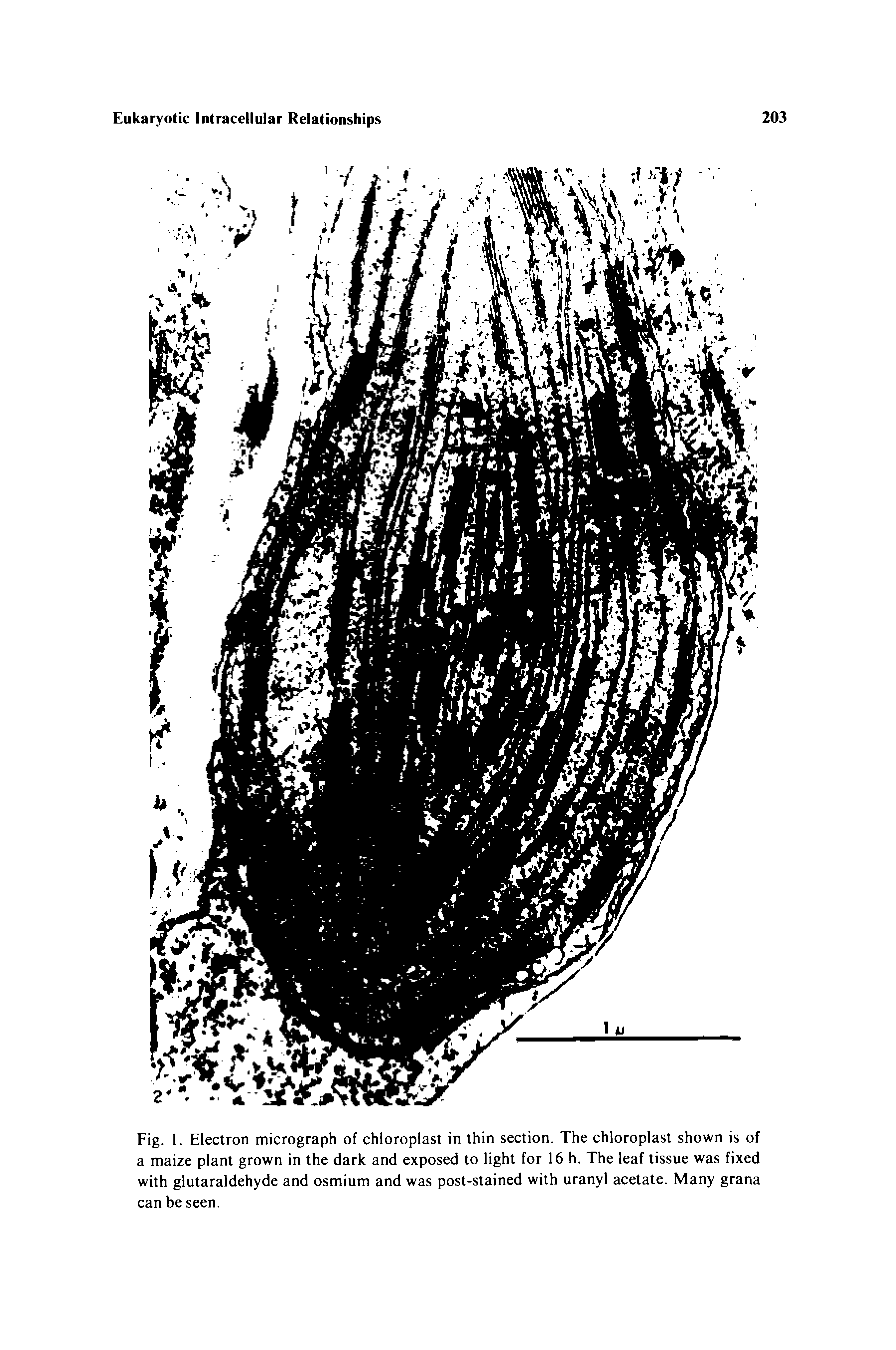 Fig. 1. Electron micrograph of chloroplast in thin section. The chloroplast shown is of a maize plant grown in the dark and exposed to light for 16 h. The leaf tissue was fixed with glutaraldehyde and osmium and was post-stained with uranyl acetate. Many grana can be seen.