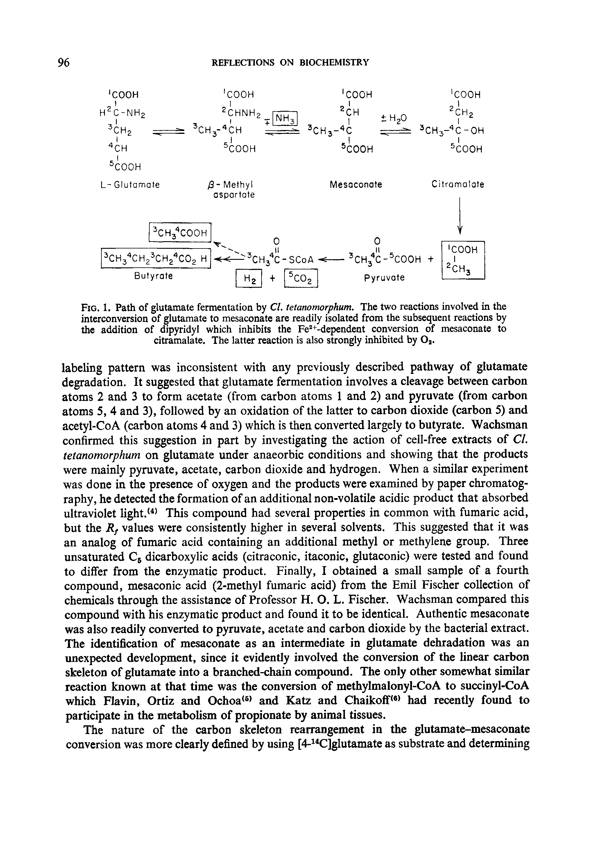 Fig. 1. Path of glutamate fermentation by Cl. tetanomorphum. The two reactions involved in the interconversion of glutamate to mesaconate are readily isolated from the subsequent reactions by the addition of oipyridyl which inhibits the Fe +-dependent conversion of mesaconate to citramalate. The latter reaction is also strongly inhibited by Og.