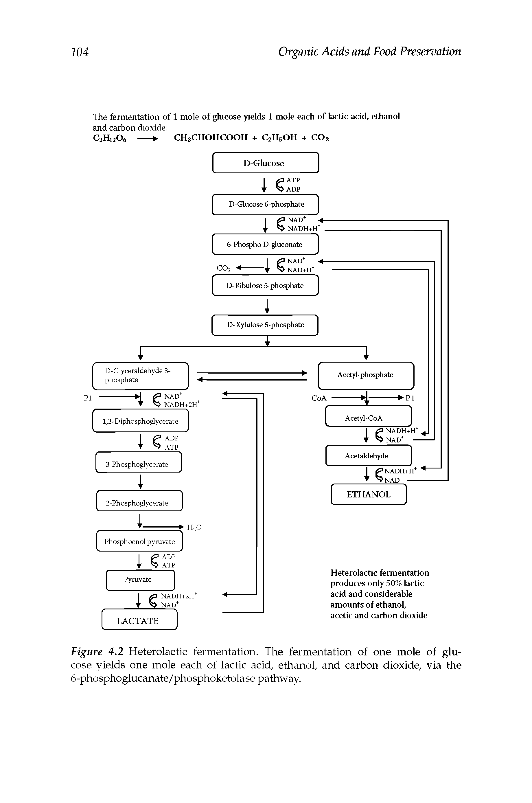 Figure 4.2 Heterolactic fermentation. The fermentation of one mole of glucose yields one mole each of lactic acid, ethanol, and carbon dioxide, via the 6-phosphoglucanate/phosphoketolase pathway.