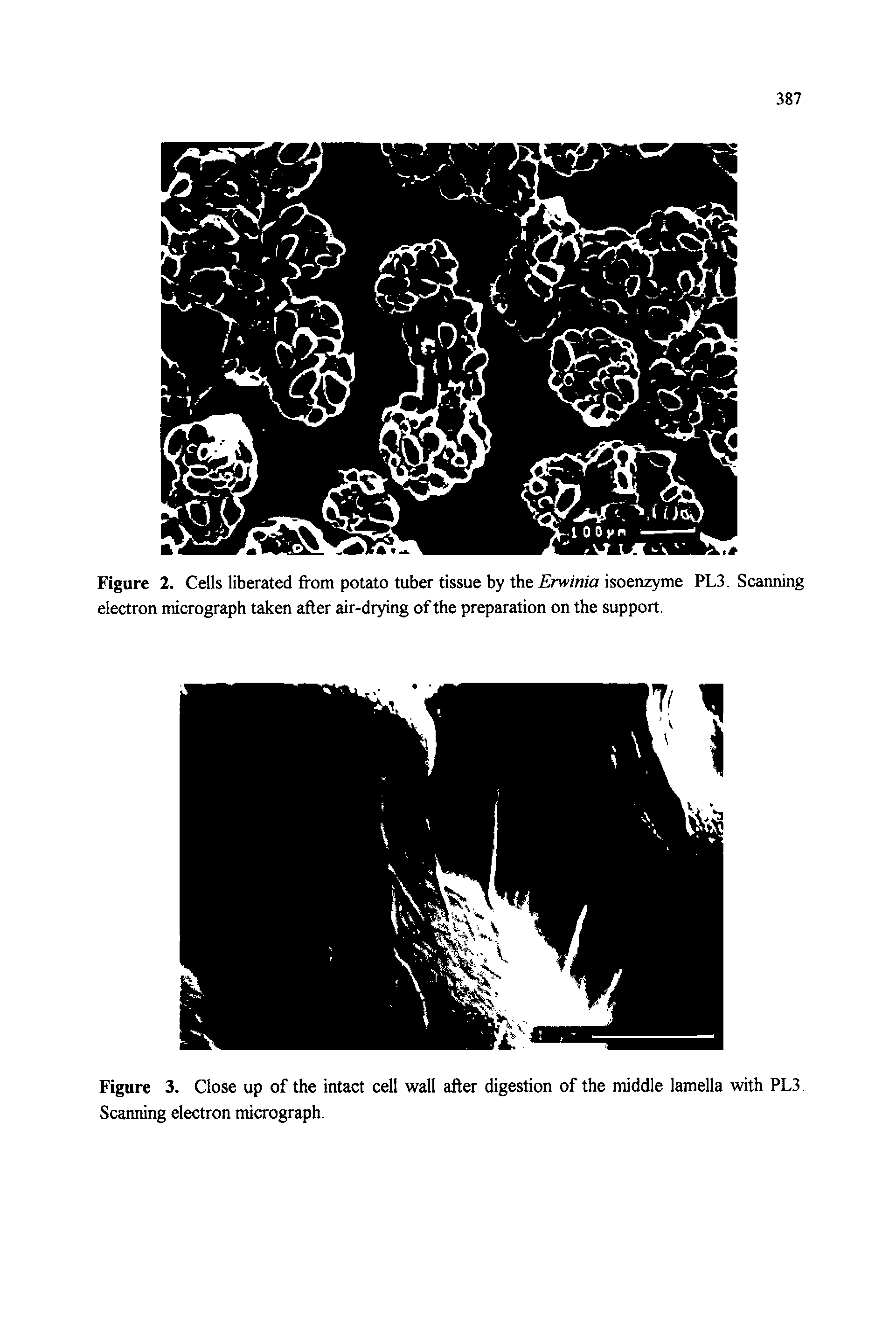 Figure 2. Cells liberated from potato tuber tissue by the jErw/n/a isoenzyme PL3. Scanning electron micrograph taken after air-drying of the preparation on the support.