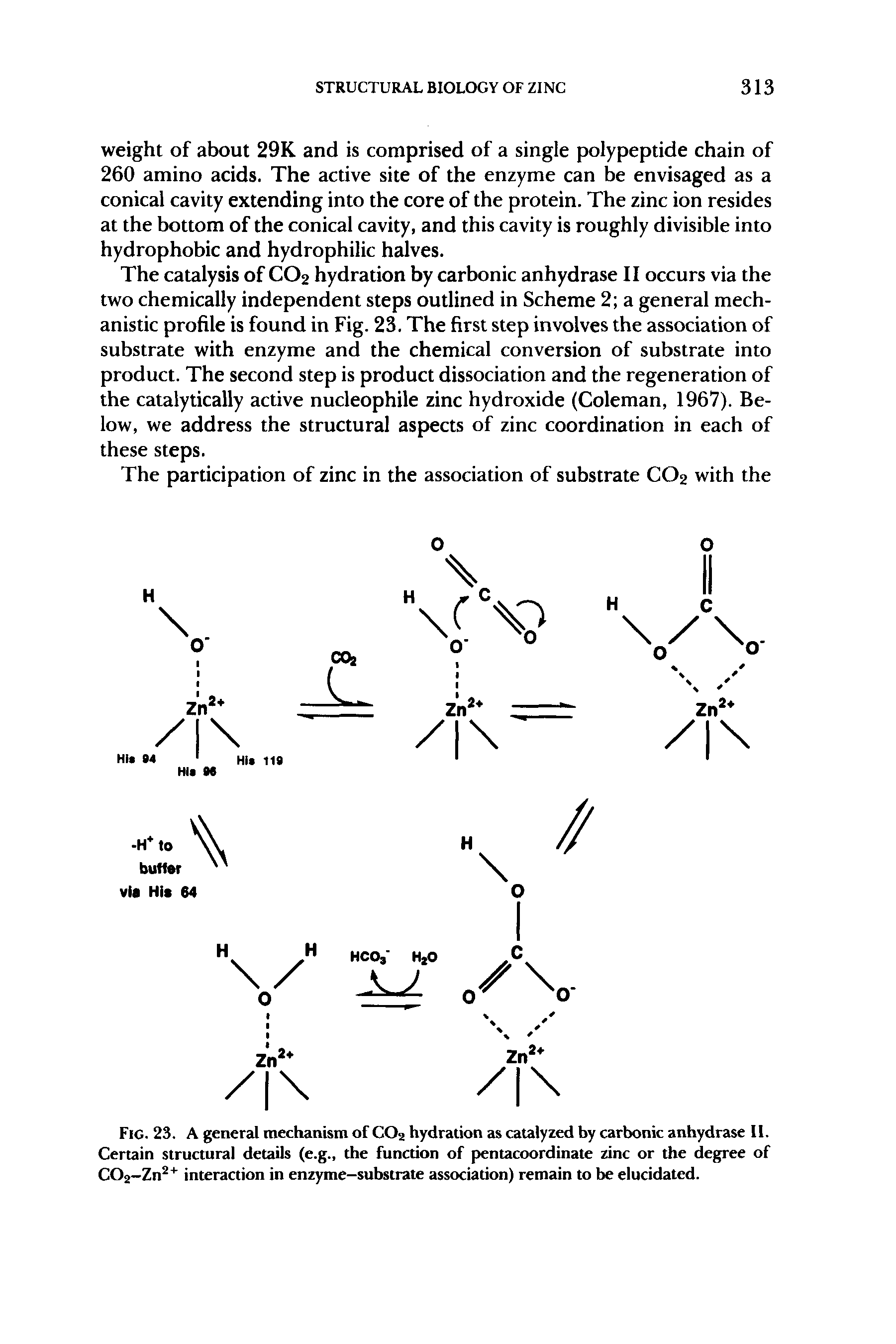 Fig. 23. A general mechanism of CO2 hydration as catalyzed by carbonic anhydrase II. Certain structural details (e.g., the function of pentacoordinate zinc or the degree of CO2—Zn interaction in enzyme-substrate association) remain to be elucidated.