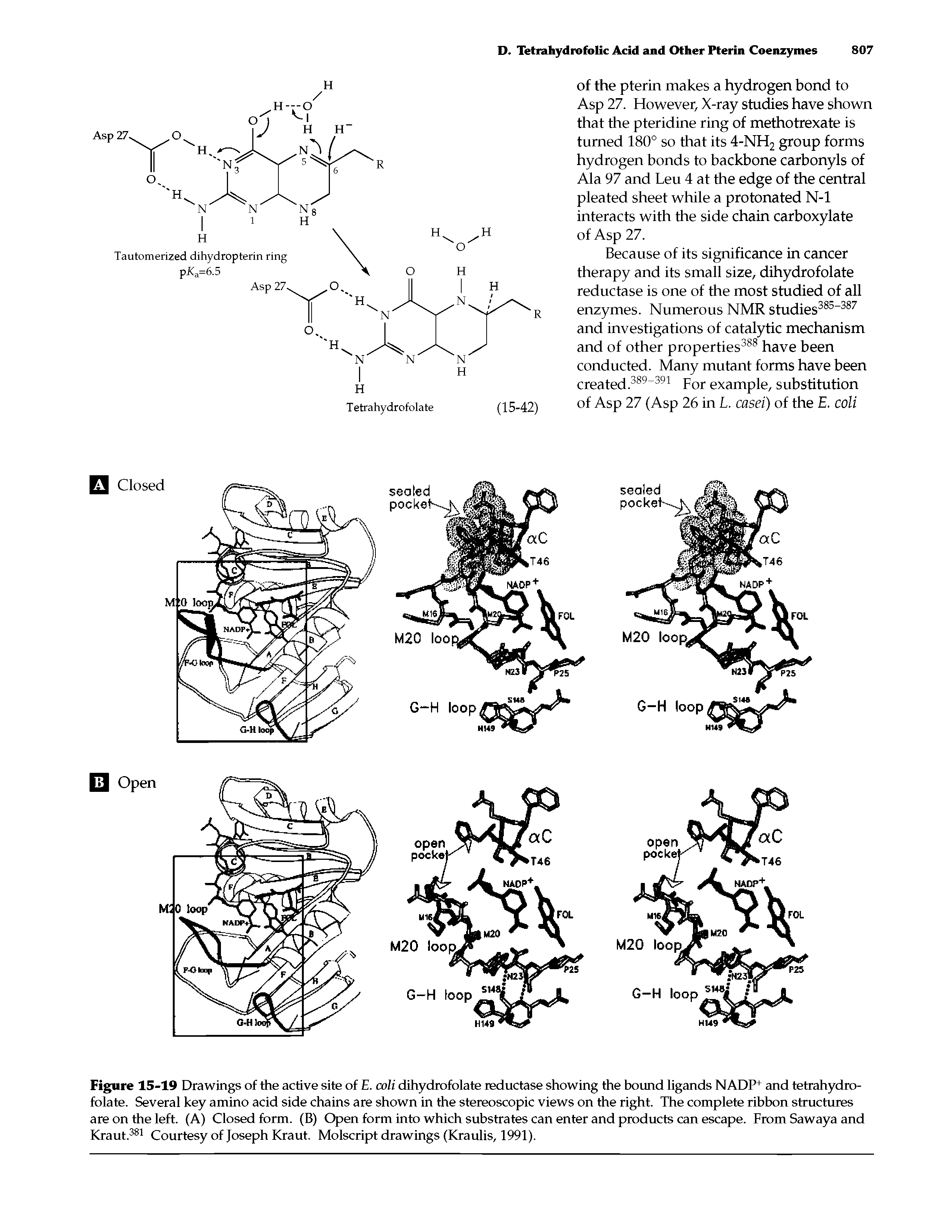 Figure 15-19 Drawings of the active site of E. coU dihydrofolate reductase showing the bound ligands NADP+ and tetrahydro-folate. Several key amino acid side chains are shown in the stereoscopic views on the right. The complete ribbon structures are on the left. (A) Closed form. (B) Open form into which substrates can enter and products can escape. From Sawaya and Kraut. Courtesy of Joseph Kraut. Molscript drawings (Kraulis, 1991).