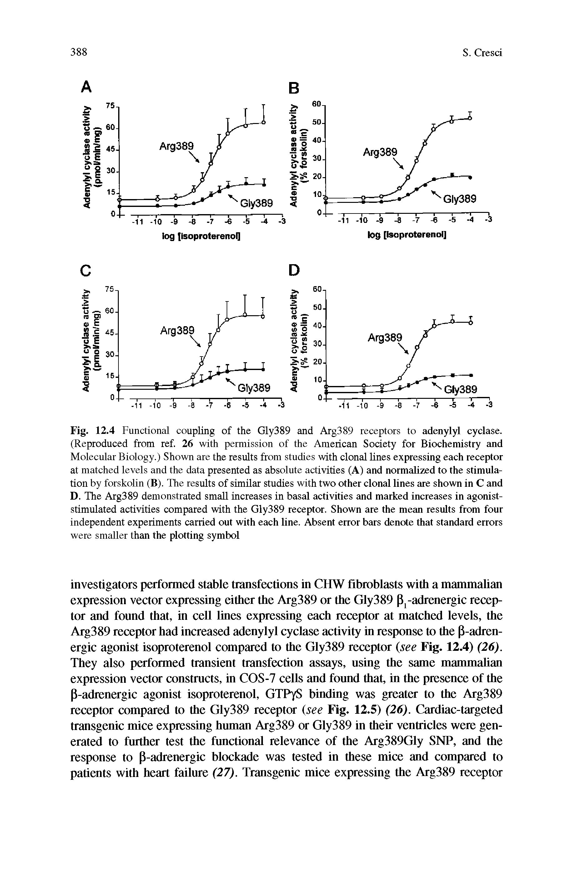 Fig. 12.4 Functional coupling of the Gly389 and Arg389 receptors to adenylyl cyclase. (Reproduced from ref. 26 with permission of the American Society for Biochemistry and Molecular Biology.) Shown are the results from studies with clonal lines expressing each receptor at matched levels and the data presented as absolute activities (A) and normaUzed to the stimulation by forskolin (B). The results of similar studies with two other clonal lines are shown in C and D. The Arg389 demonstrated small increases in basal activities and marked increases in agonist-stimulated activities compared with the Gly389 receptor. Shown are the mean results from four independent experiments carried out with each line. Absent error bars denote that standard errors were smaller than the plotting symbol...