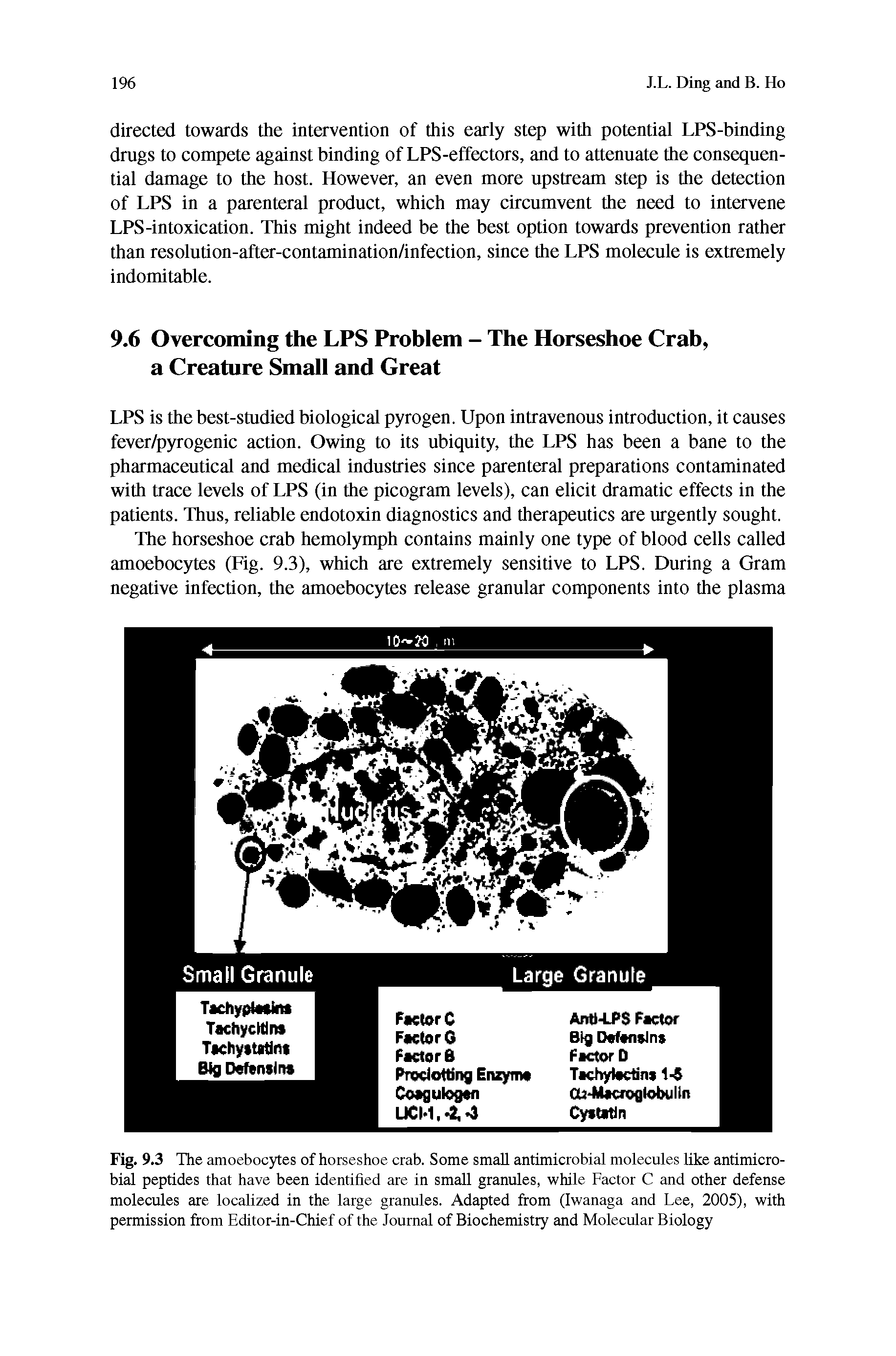 Fig. 9.3 The amoebocytes of horseshoe crab. Some small antimicrobial molecules like antimicrobial peptides that have been identified are in small granules, while Factor C and other defense molecules are localized in the large granules. Adapted from (Iwanaga and Lee, 2005), with permission from Editor-in-Chief of the Journal of Biochemistry and Molecular Biology...