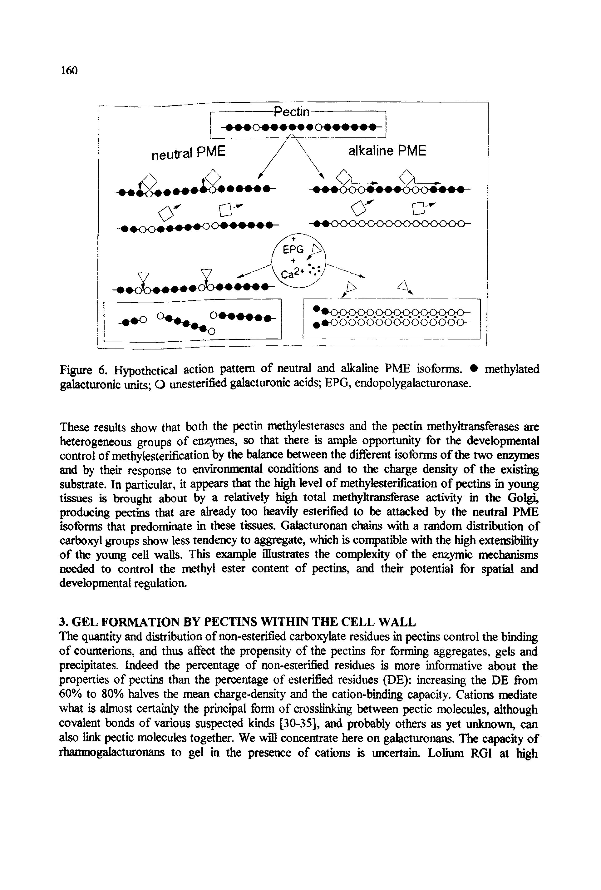 Figure 6. Hypothetical action pattern of neutral and alkaline PME isofomis. methylated gtdacturonic units O unesterified galacturonic acids EPG, endopolygalacturonase.