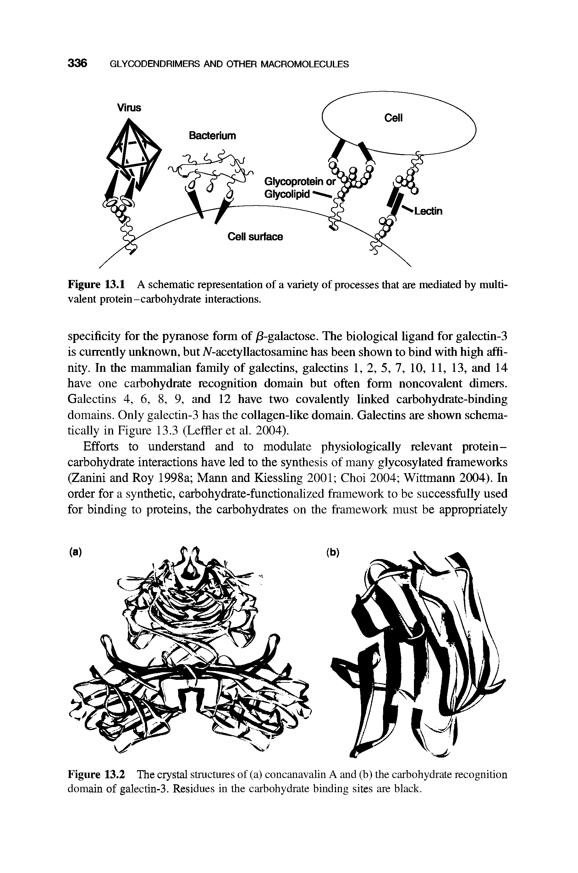 Figure 13.2 The crystal structures of (a) concanavalin A and (b) the carbohydrate recognition domain of galectin-3. Residues in the carbohydrate binding sites are black.