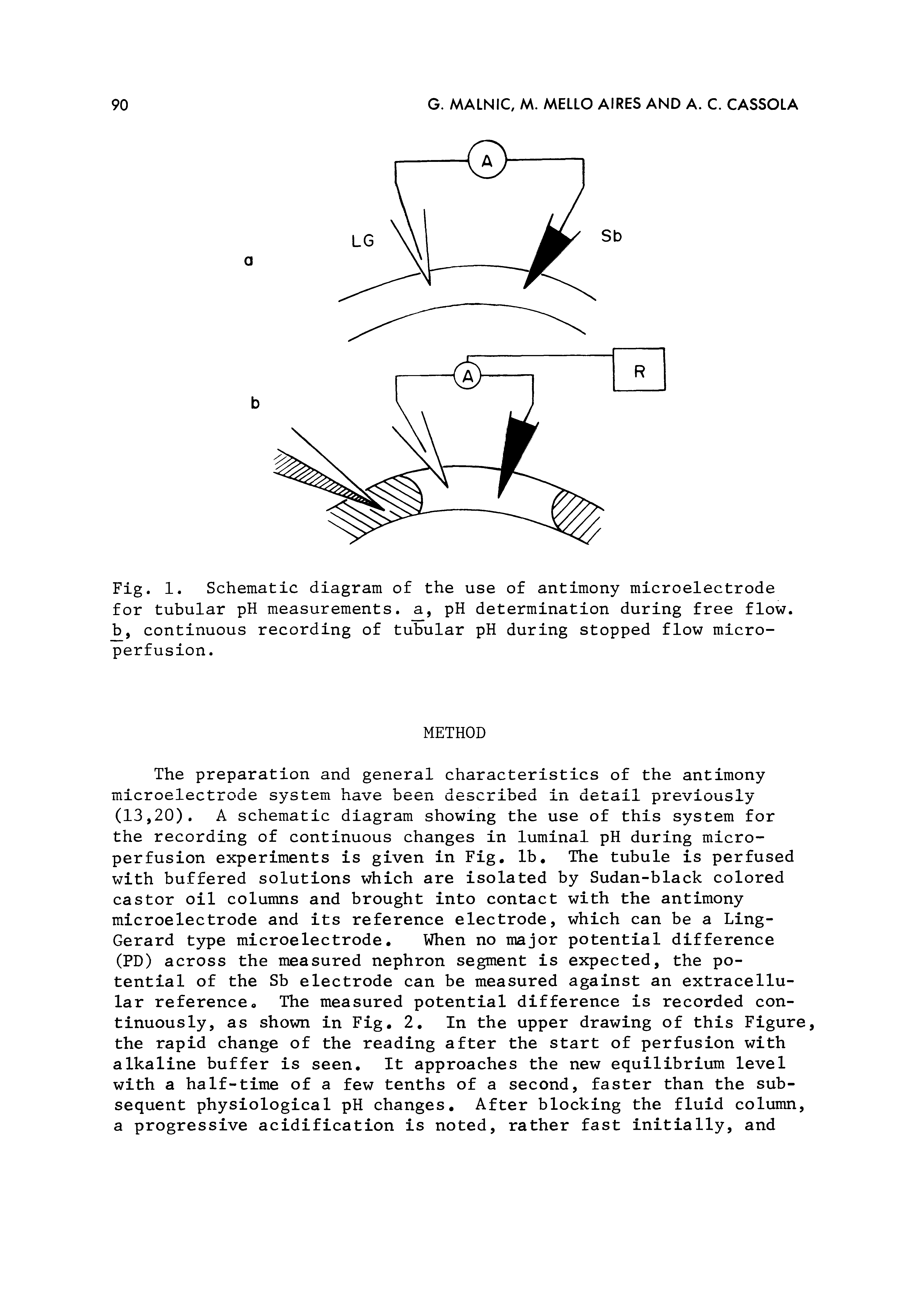 Fig. 1. Schematic diagram of the use of antimony microelectrode for tubular pH measurements, a, pH determination during free flow. b, continuous recording of tubular pH during stopped flow microperfusion.