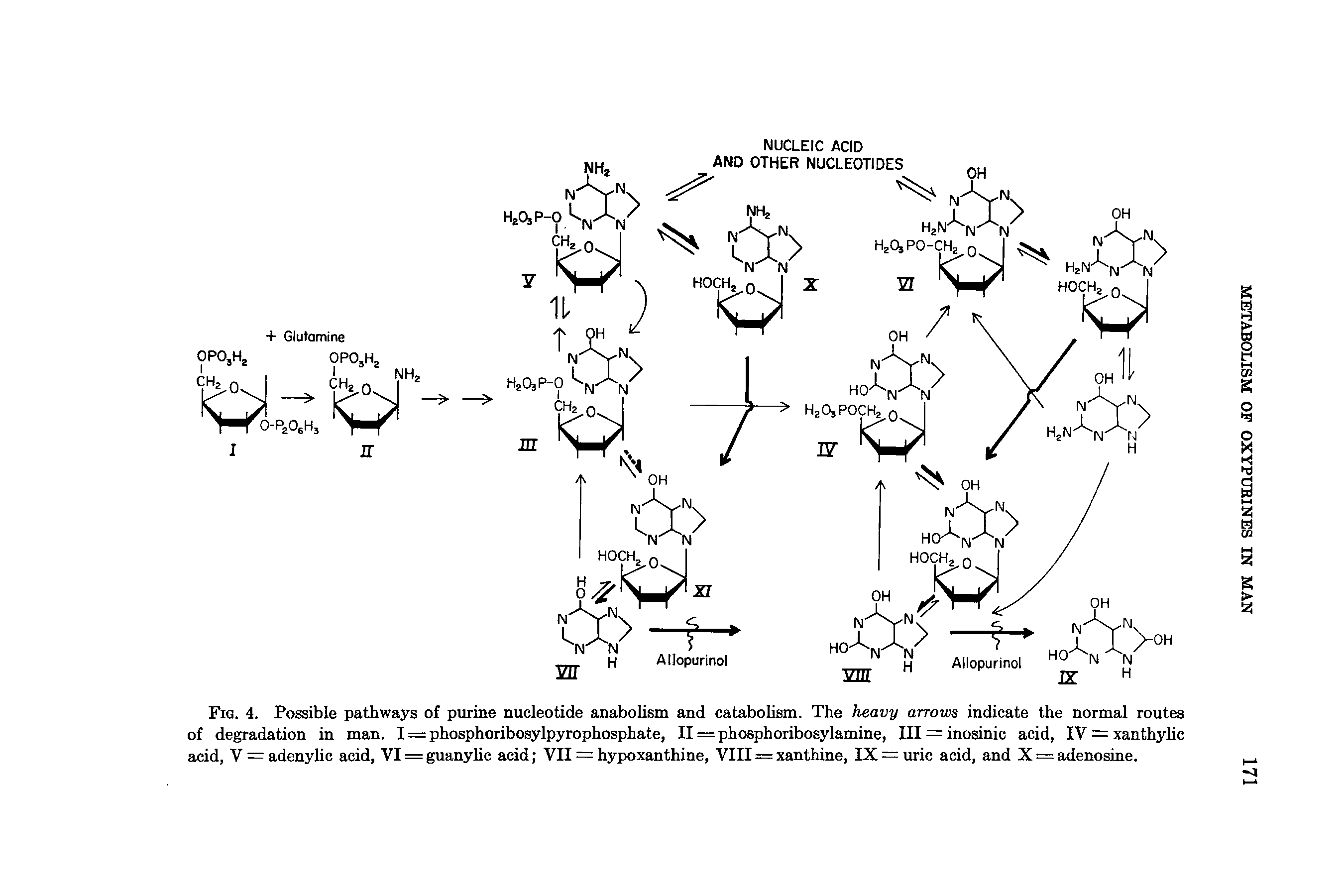 Fig. 4. Possible pathways of purine nucleotide anabolism and catabolism. The heavy arrows indicate the normal routes of degradation in man. I = phosphoribosylpyrophosphate, II = phosphoribosylamine, III = inosinic acid, IV = xanthylic acid, V = adenyhc acid, VI = guanyhc acid VII = hypoxanthine, VIII = xanthine, IX — uric acid, and X = adenosine.