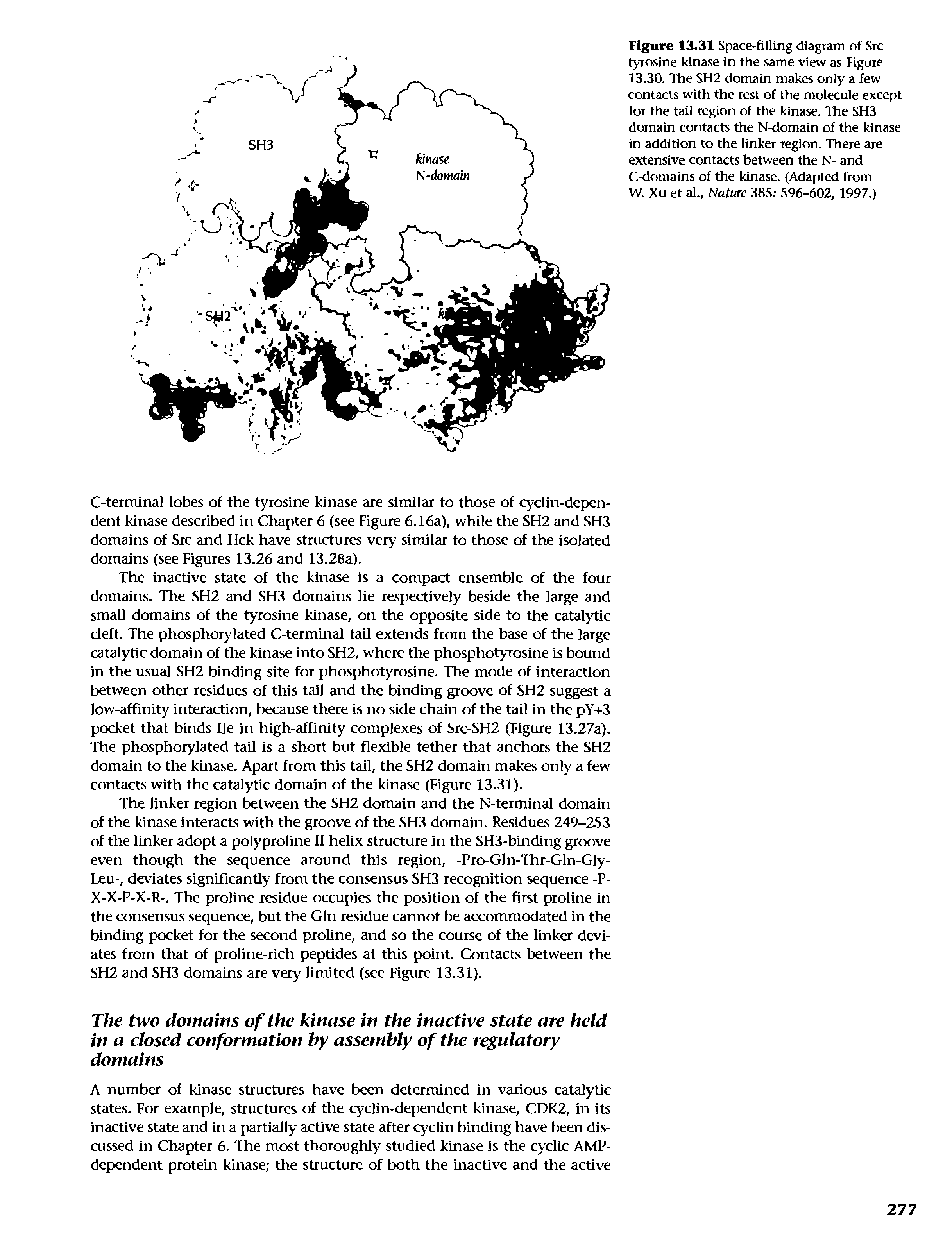 Figure 13.31 Space-filling diagram of Src tyrosine kinase in the same view as Figure 13.30. The SH2 domain makes only a few contacts with the rest of the molecule except for the tail region of the kinase. The SH3 domain contacts the N-domain of the kinase in addition to the linker region. There are extensive contacts between the N- and C-domains of the kinase. (Adapted from W. Xu et al., Nature 385 596-602, 1997.)...