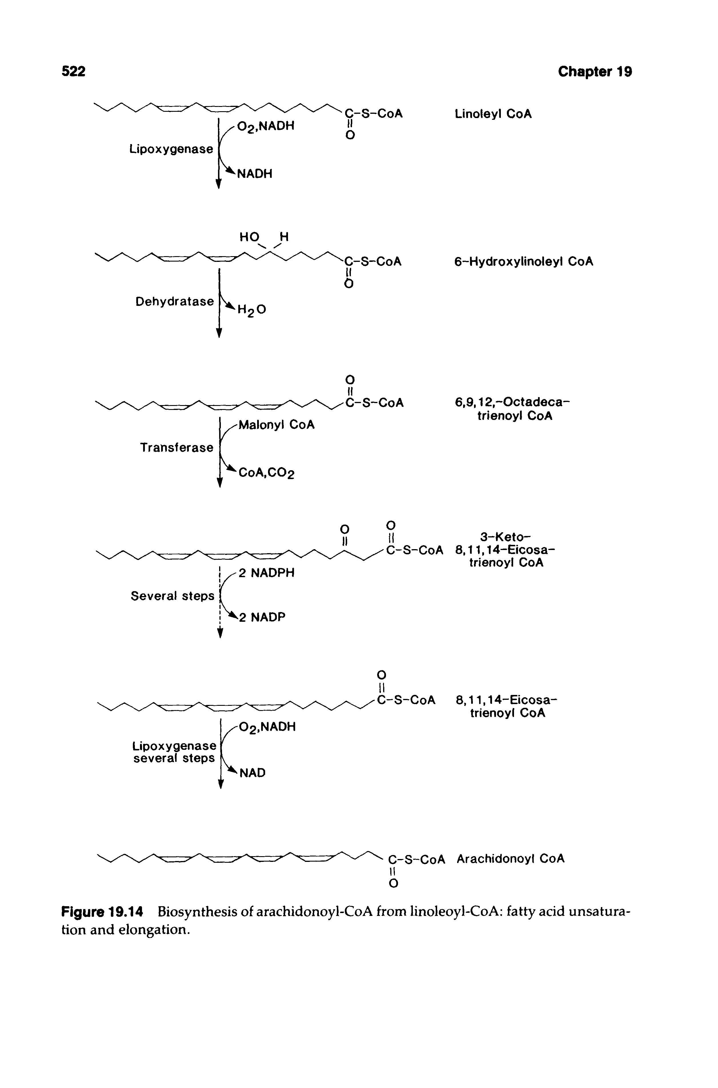 Figure 19.14 Biosynthesis of arachidonoyl-CoA from linoleoyl-CoA fatty acid unsaturation and elongation.