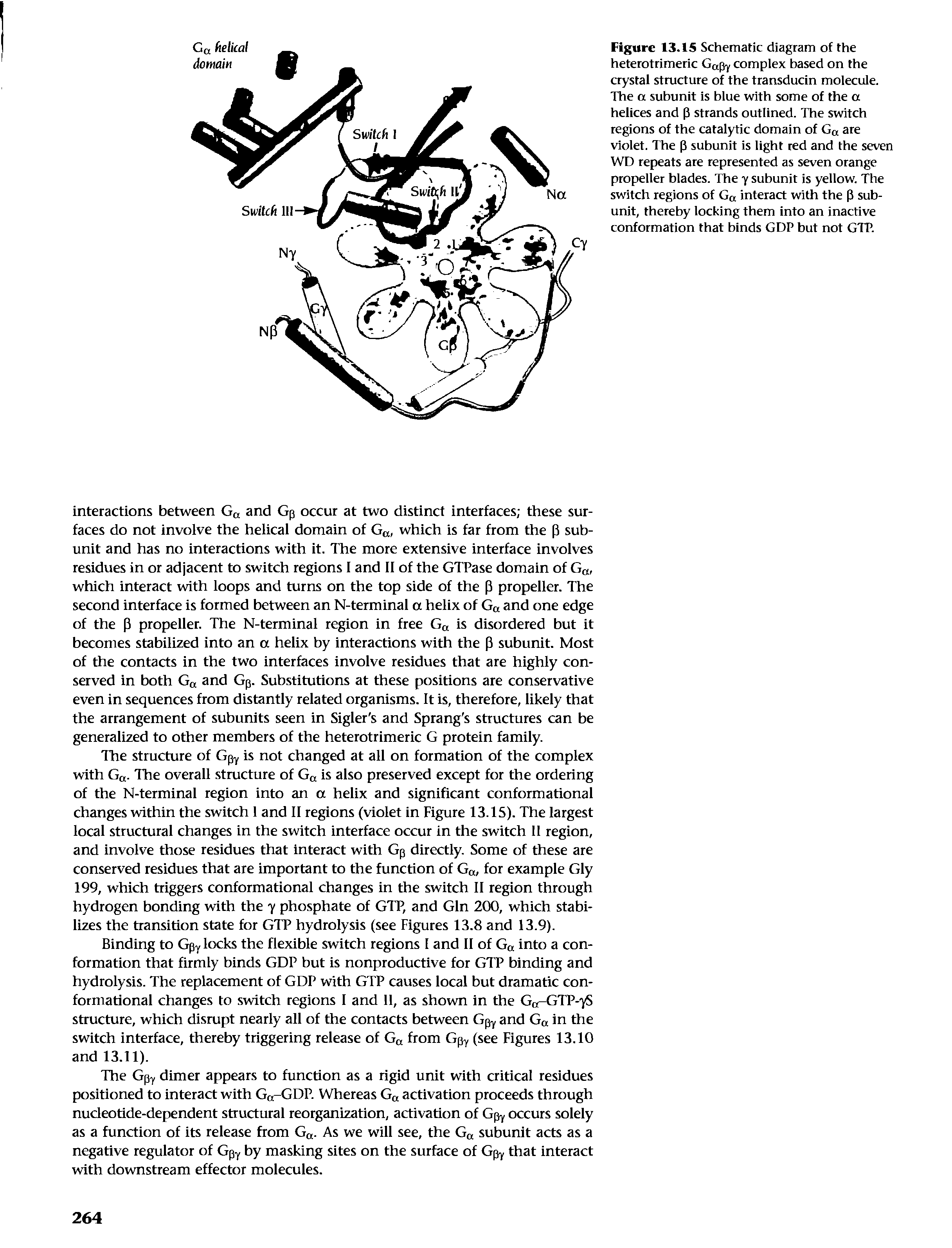 Figure 13.15 Schematic diagram of the heterotrimeric Gap complex based on the crystal structure of the transducin molecule. The a suhunit is hlue with some of the a helices and (5 strands outlined. The switch regions of the catalytic domain of Gq are violet. The (5 suhunit is light red and the seven WD repeats are represented as seven orange propeller blades. The 7 subunit is yellow. The switch regions of Gq interact with the p subunit, thereby locking them into an inactive conformation that binds GDP but not GTP.