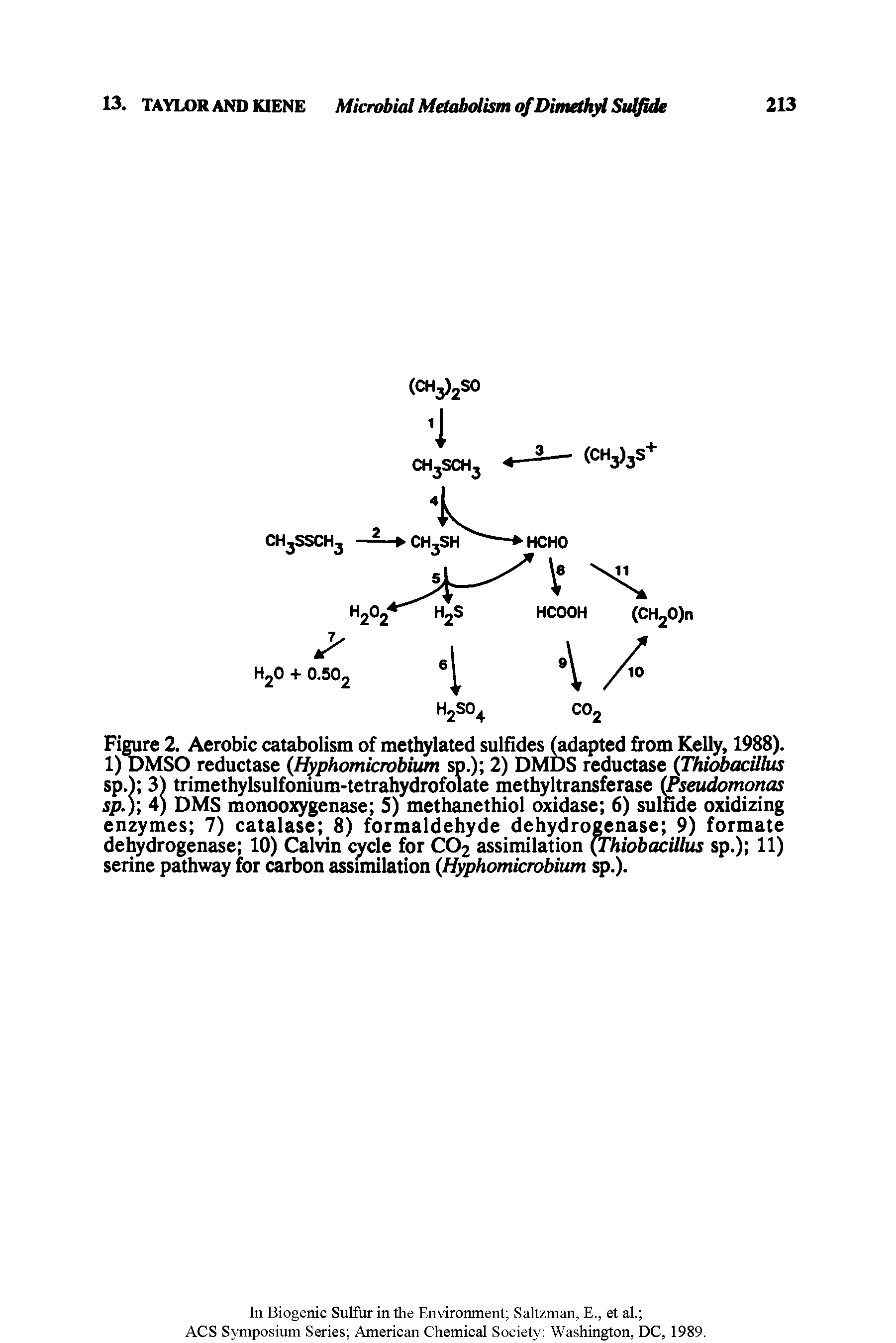 Figure 2. Aerobic catabolism of methylated sulfides (adapted from Kelly, 1988). 1) DMSO reductase (Hyphomicrobium sp.) 2) DMDS reductase (Thiobacillus sp. 3) trimethylsulfonium-tetrahydrofolate methyltransferase (Pseudomonas sp.) 4) DMS monooxygenase 5) methanethiol oxidase 6) sulfide oxidizing enzymes 7) catalase 8) formaldehyde dehydrogenase 9) formate dehydrogenase 10) Calvin cycle for CO2 assimilation (Thiobacillus sp.) 11) serine pathway for carbon assimilation (Hyphomicrobium sp.).