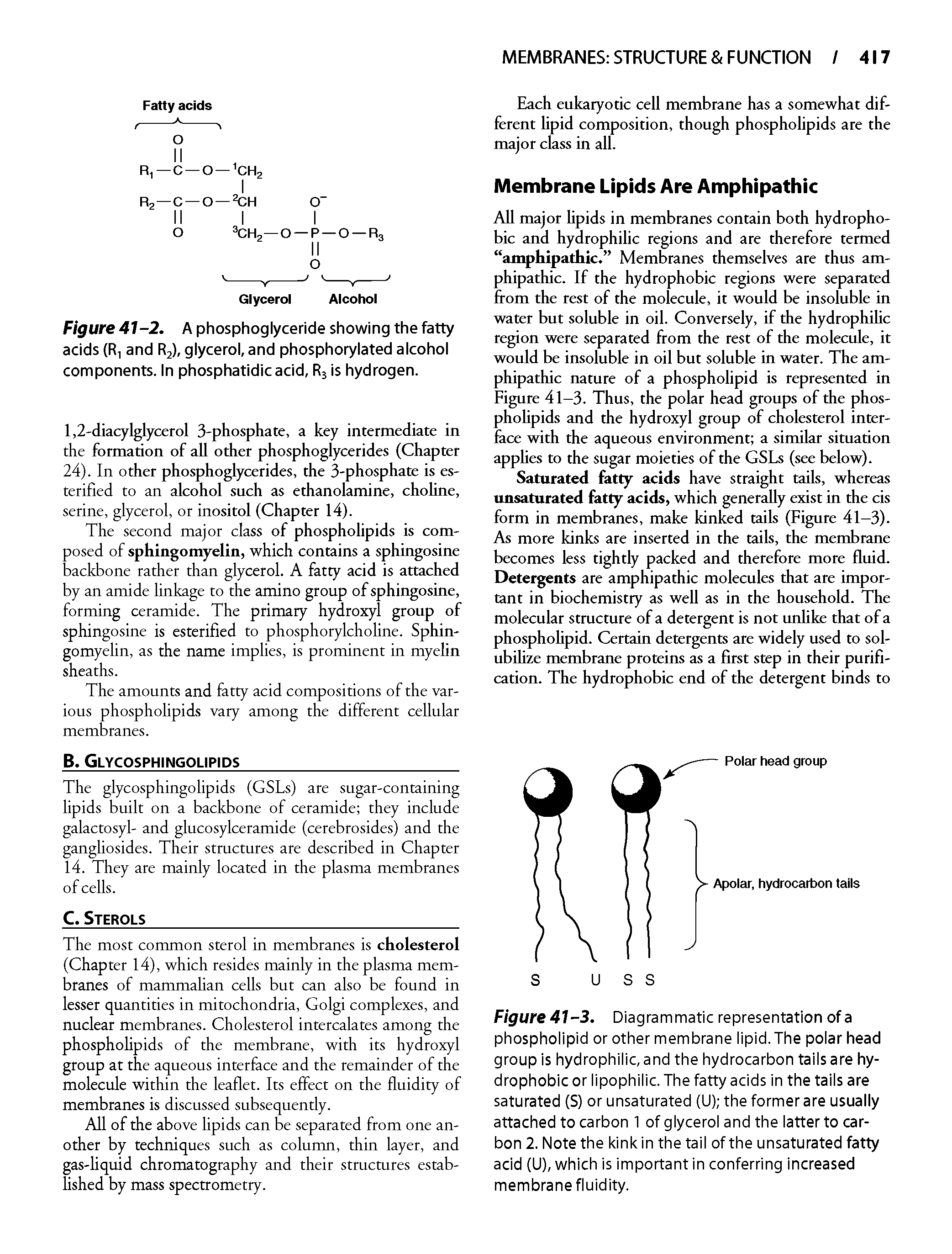 Figure 41-3. Diagrammatic representation of a phospholipid or other membrane lipid. The polar head group is hydrophilic, and the hydrocarbon tails are hydrophobic or lipophilic. The fatty acids in the tails are saturated (S) or unsaturated (U) the former are usually attached to carbon 1 of glycerol and the latter to carbon 2. Note the kink in the tail of the unsaturated fatty acid (U), which is important in conferring increased membrane fluidity.