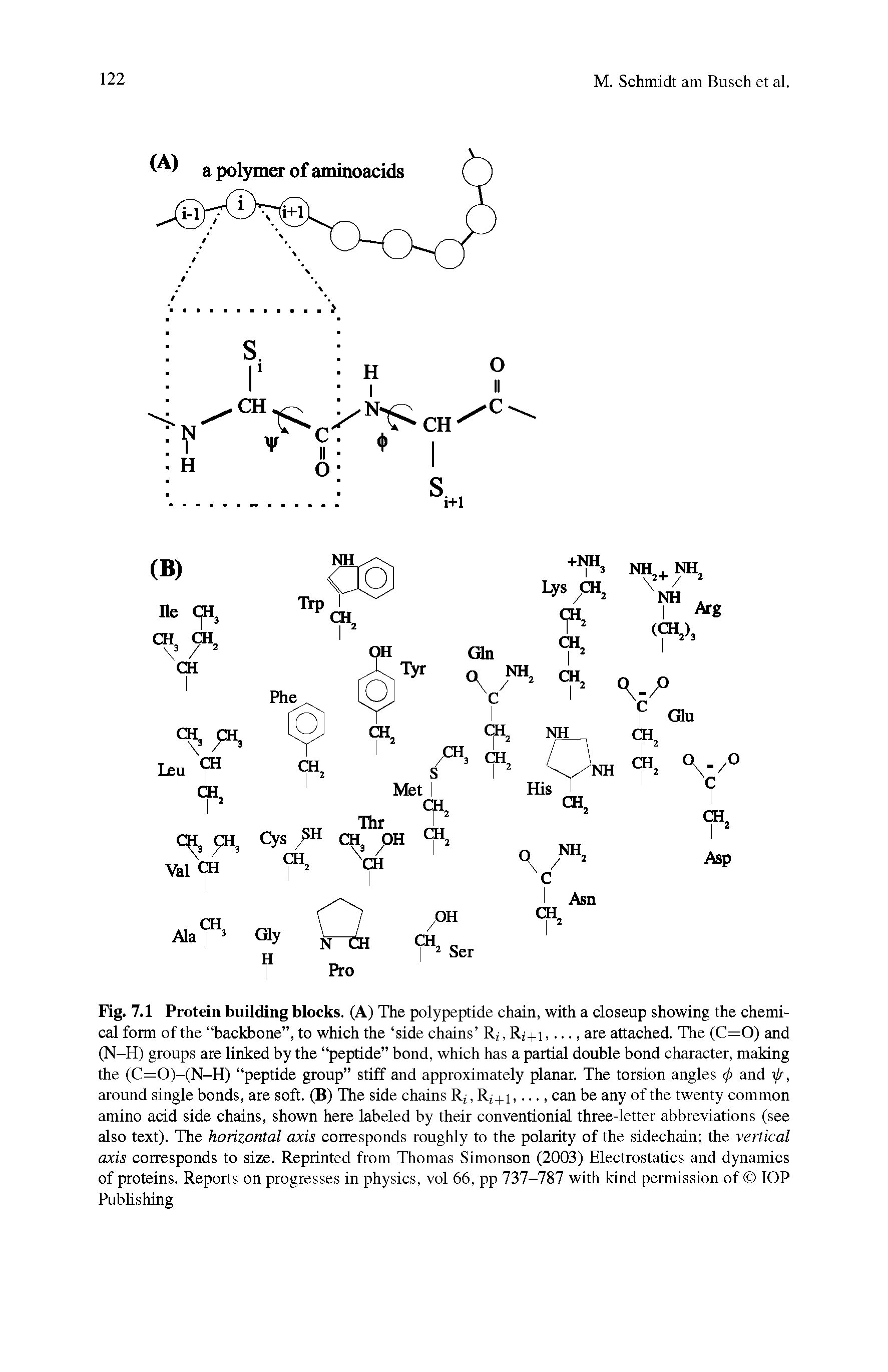 Fig. 7.1 Protein building blocks. (A) The polypeptide chain, with a closeup showing the chemical form of the backbone , to which the side chains R , R +i,..., are attached. The (C=0) and (N-H) groups are linked by the peptide bond, which has a partial double bond character, making the (C=0)-(N-H) peptide group stiff and approximately planar. The torsion angles tj) and tfr, around single bonds, are soft. (B) The side chains R , R +i,..., can be any of the twenty common amino acid side chains, shown here labeled by their conventionial three-letter abbreviations (see also text). The horizontal axis corresponds roughly to the polarity of the sidechain the vertical axis corresponds to size. Reprinted from Thomas Simonson (2003) Electrostatics and dynamics of proteins. Reports on progresses in physics, vol 66, pp 737-787 with kind permission of lOP Pubhshing...