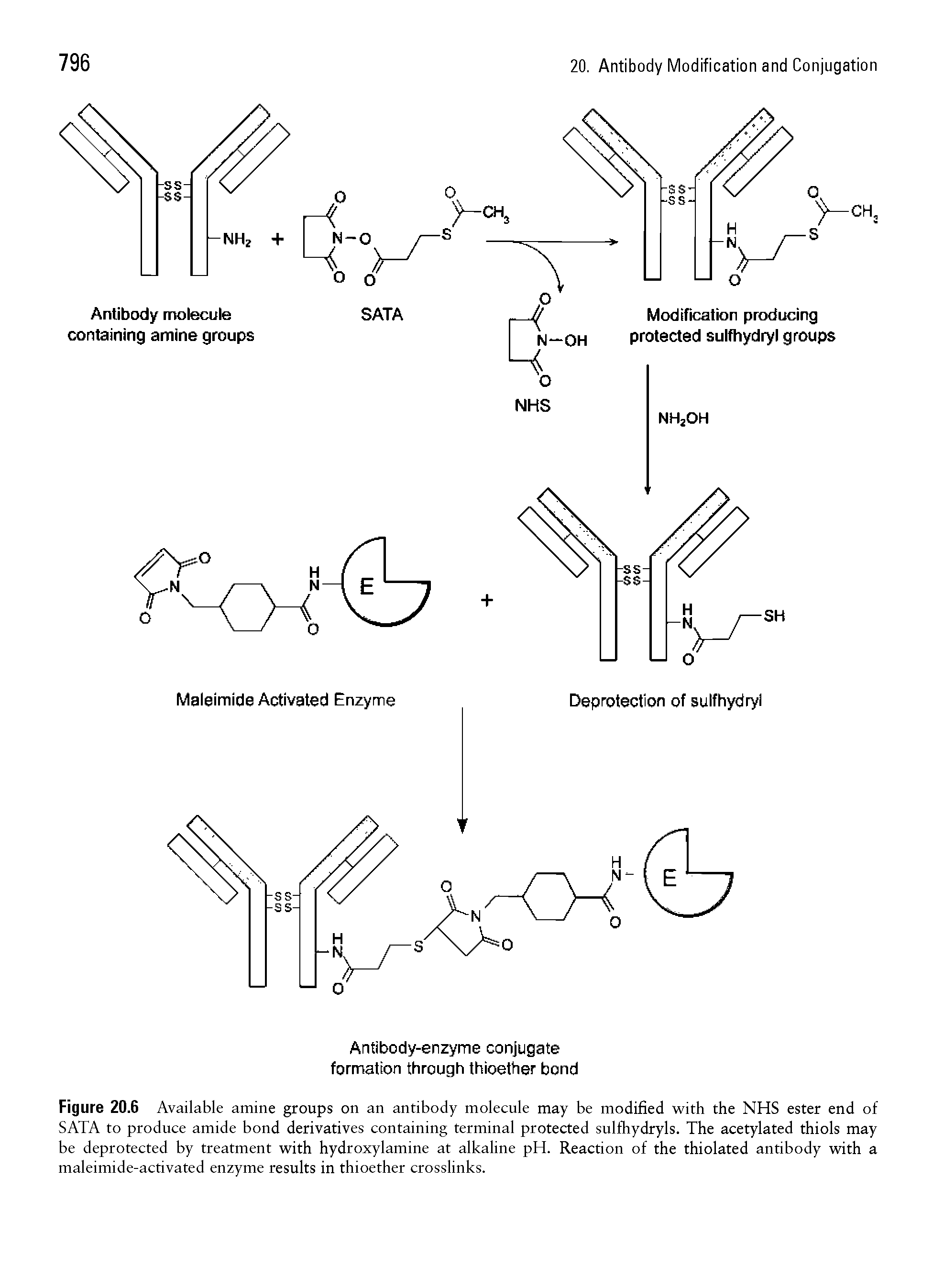Figure 20.6 Available amine groups on an antibody molecule may be modified with the NHS ester end of SATA to produce amide bond derivatives containing terminal protected sulfhydryls. The acetylated thiols may be deprotected by treatment with hydroxylamine at alkaline pH. Reaction of the thiolated antibody with a maleimide-activated enzyme results in thioether crosslinks.