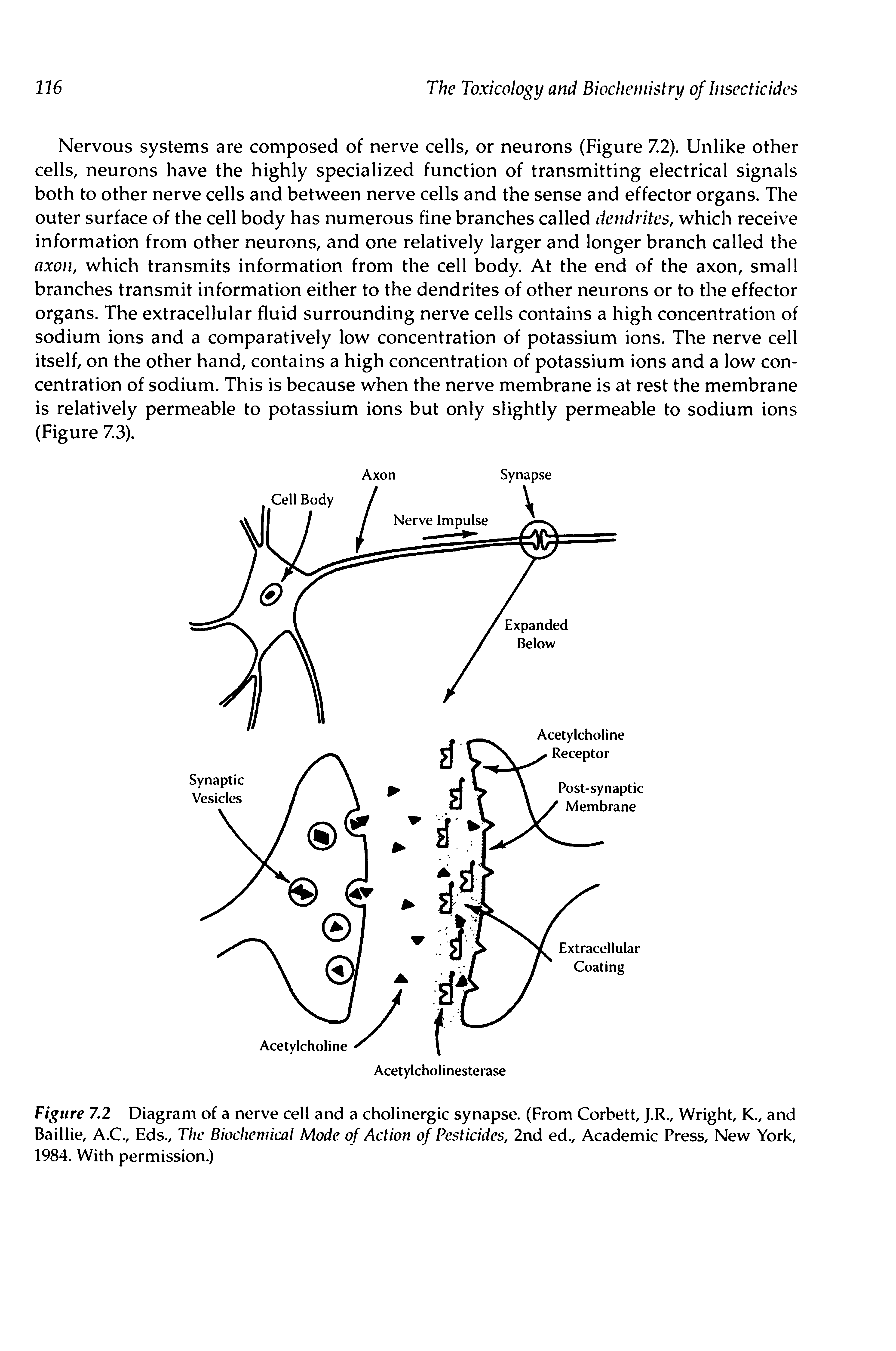 Figure 7.2 Diagram of a nerve cell and a cholinergic synapse. (From Corbett, J.R., Wright, K., and Baillie, A.C., Eds., The Biochemical Mode of Action of Pesticides, 2nd ed., Academic Press, New York, 1984. With permission.)...