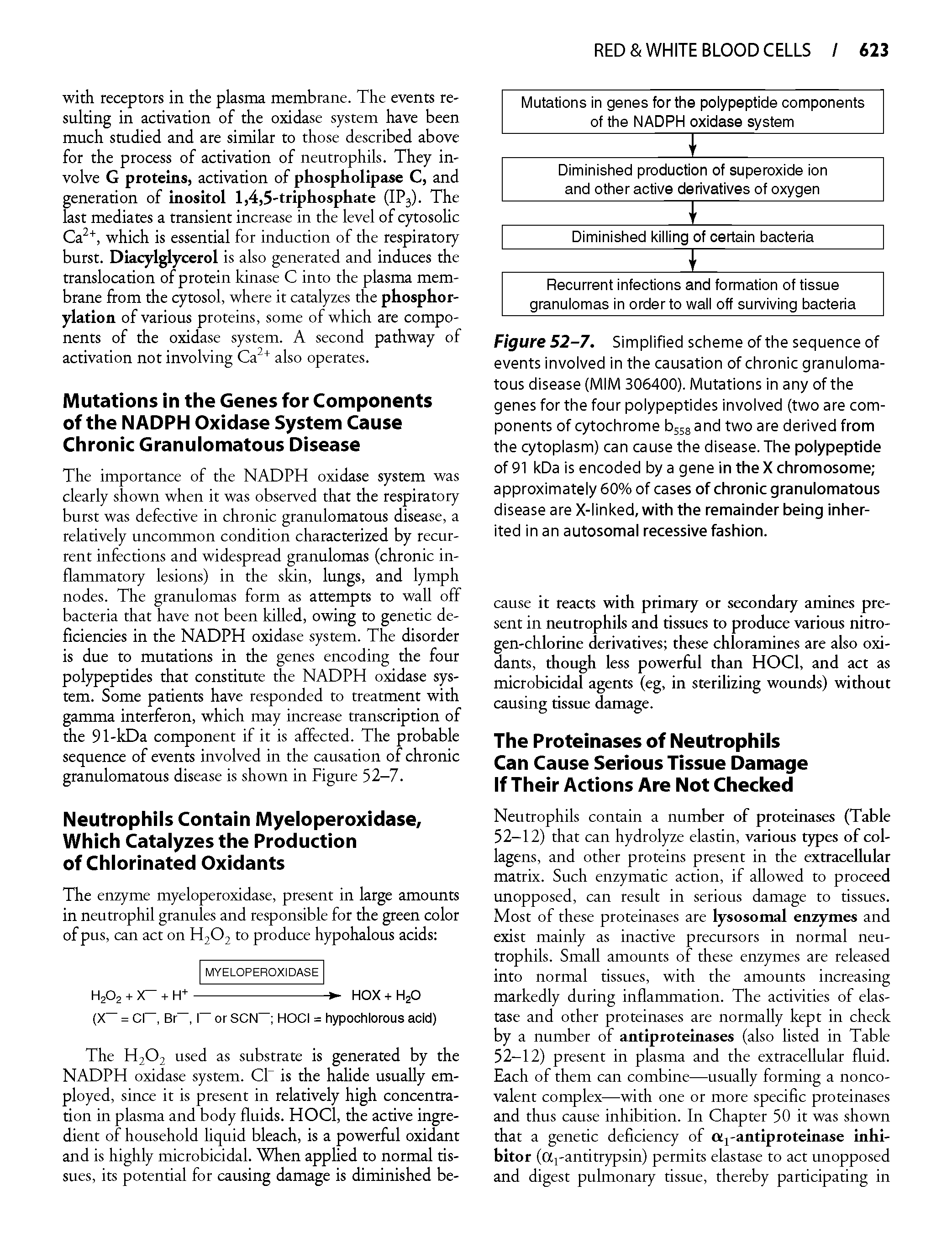 Figure 52-7. Simplified scheme of the sequence of events involved in the causation of chronic granulomatous disease (MIM 306400). Mutations in any of the genes for the four polypeptides involved (two are components of cytochrome b55gand two are derived from the cytoplasm) can cause the disease. The polypeptide of 91 kDa is encoded by a gene in the X chromosome approximately 60% of cases of chronic granulomatous disease are X-linked, with the remainder being inherited in an autosomal recessive fashion.